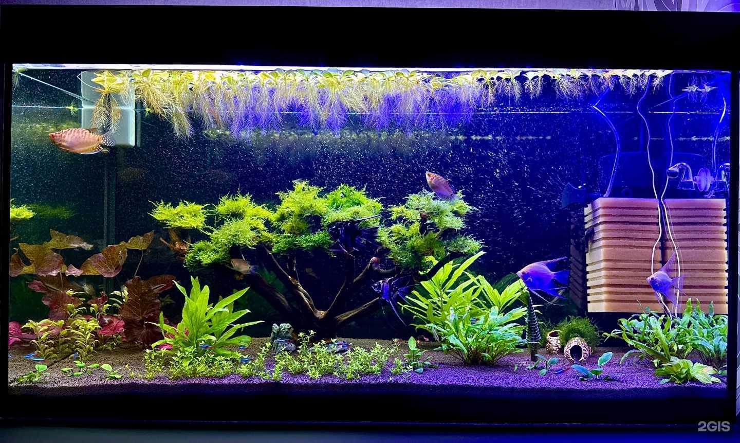 Отзывы на компанию Крабс в г. Бердск c фото