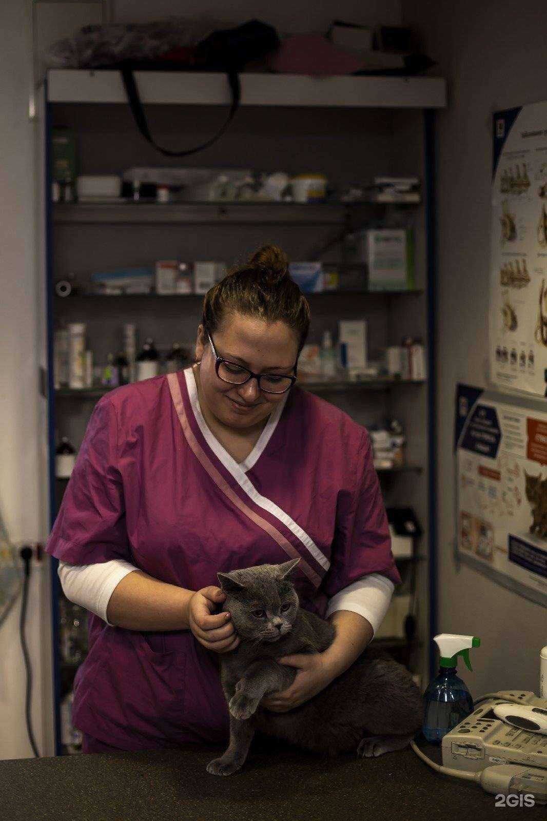 Отзывы на компанию ИнноВет в Томске c фото