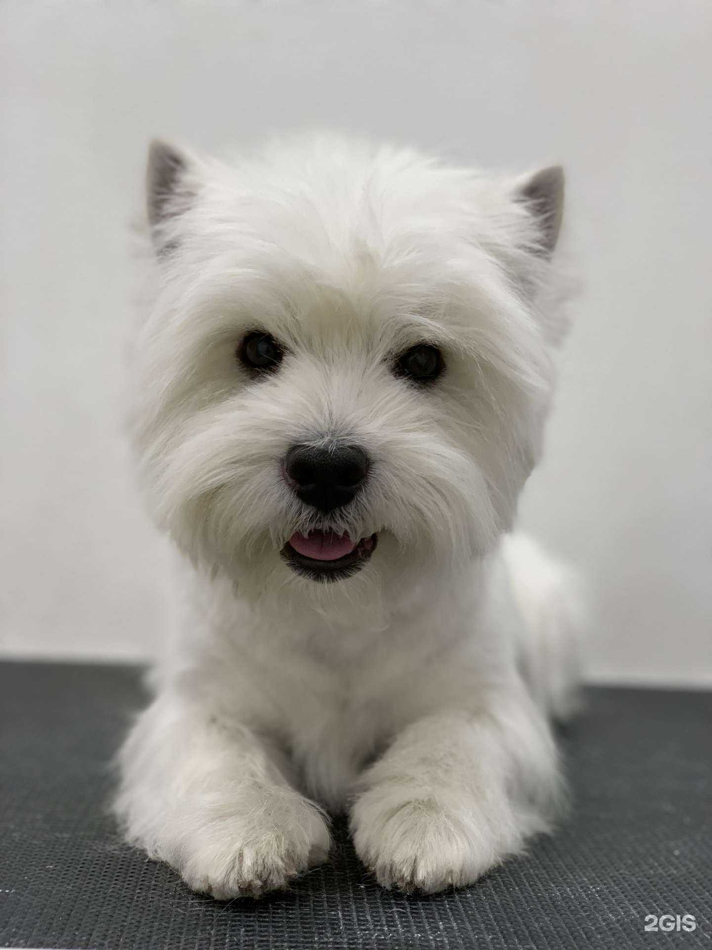 Отзывы на компанию Dog`s Art в Новосибирске c фото