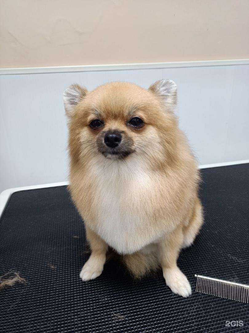 Отзывы на компанию Подстриги Пса в г. Всеволожск c фото