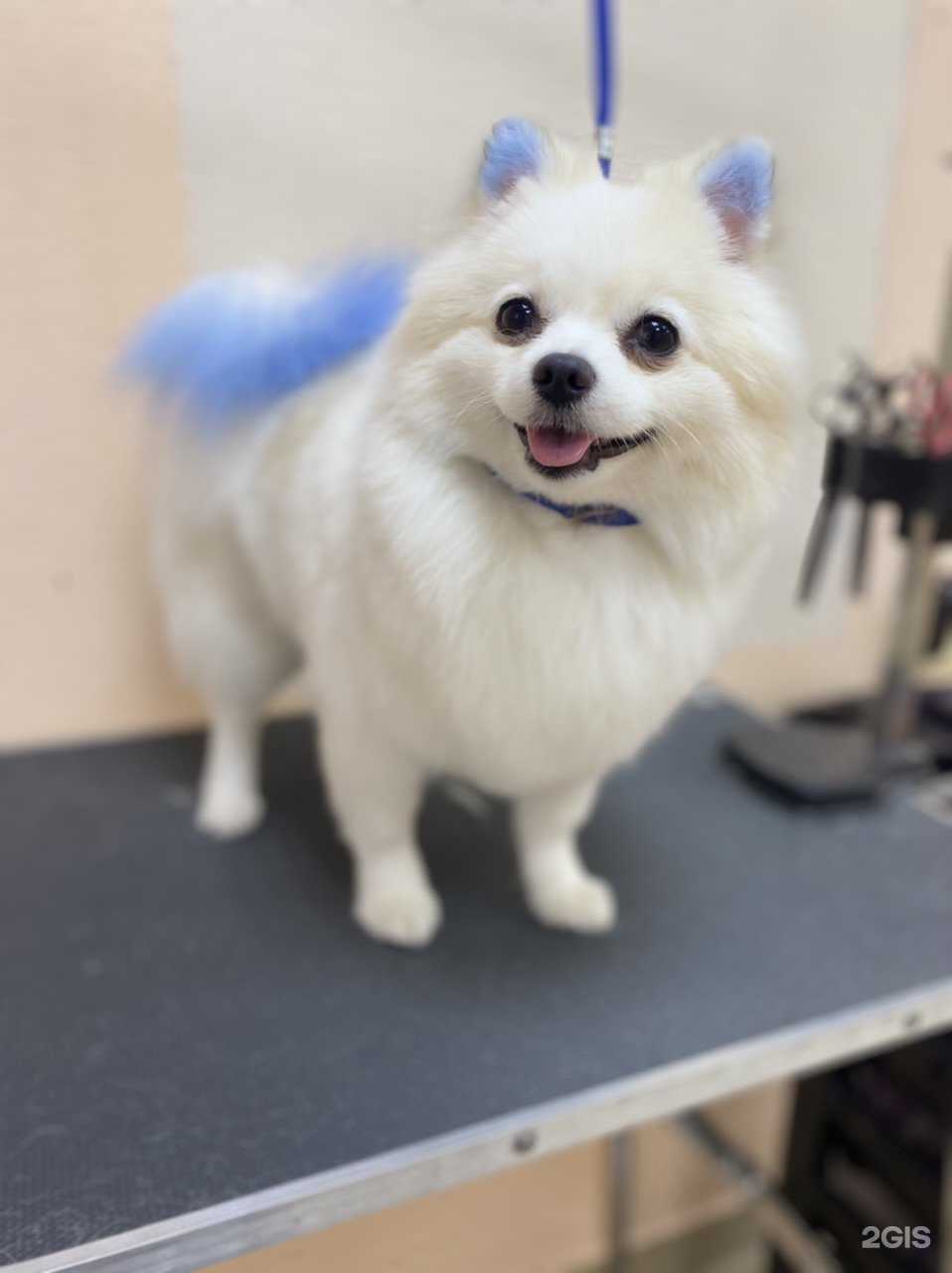 Отзывы на компанию Лапочка в Кургане c фото