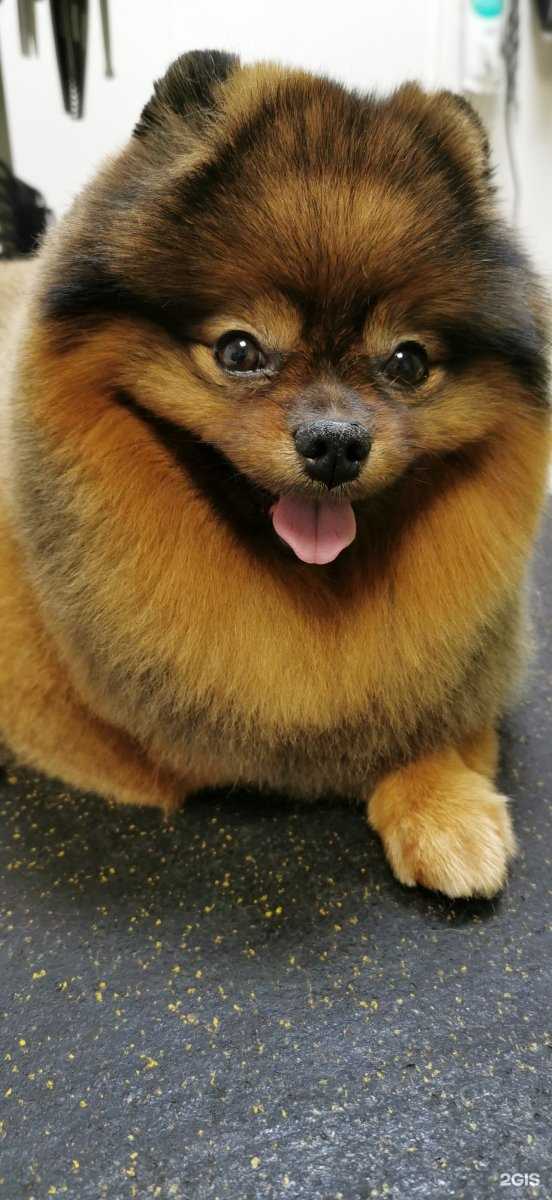 Отзывы на компанию Цирюльня для собак в Курске c фото