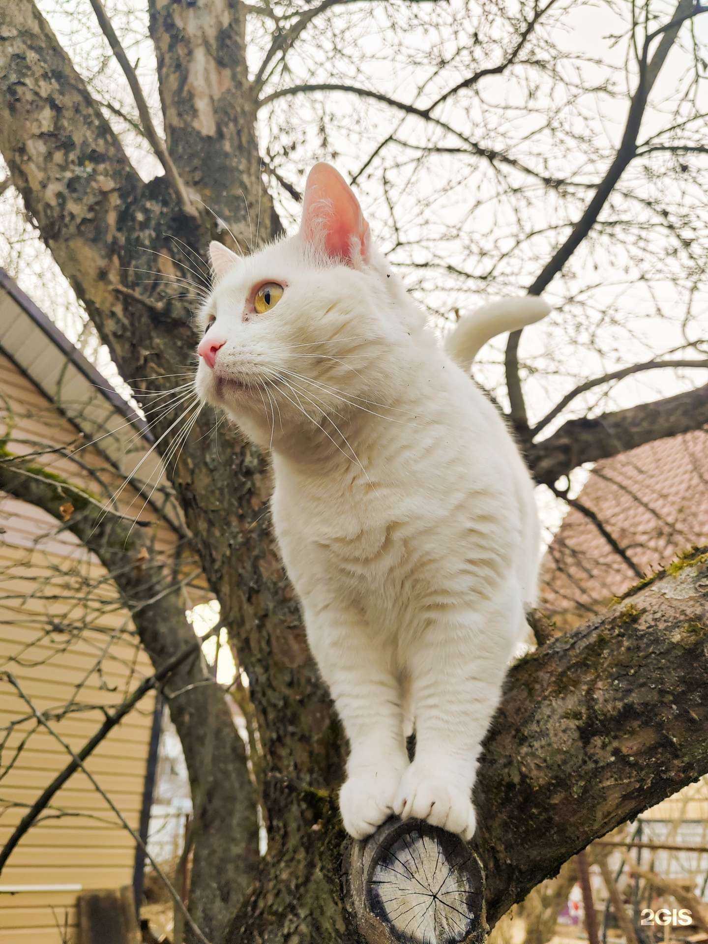 Отзывы на компанию Ветеринарный кабинет в Вышнем Волочке c фото