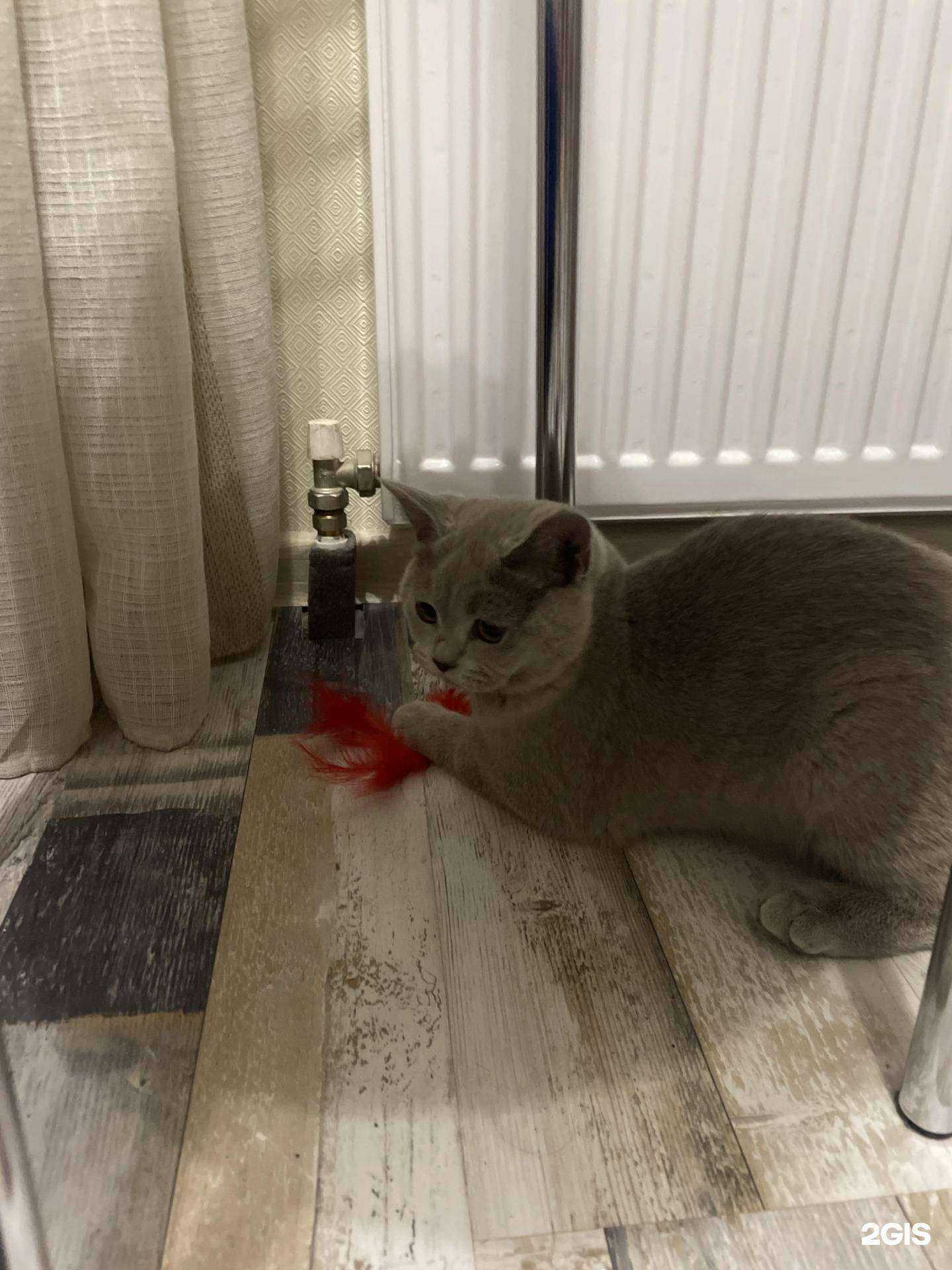 Отзывы на компанию Верный друг в Краснодаре c фото