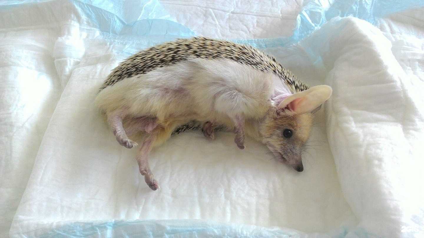 Отзывы на компанию ЛапыУсики в Железногорске c фото