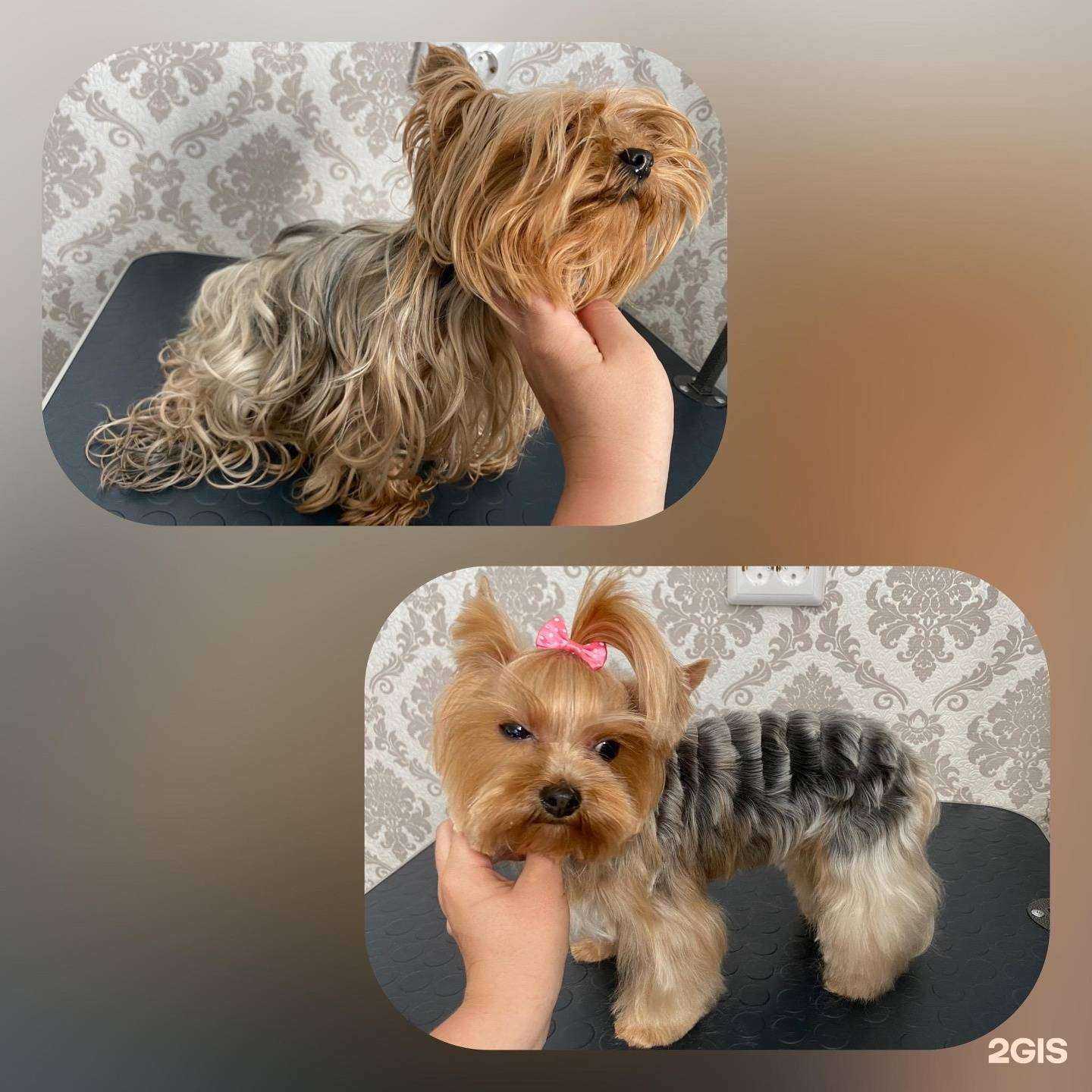 Отзывы на компанию Groominnya в Богдановиче c фото