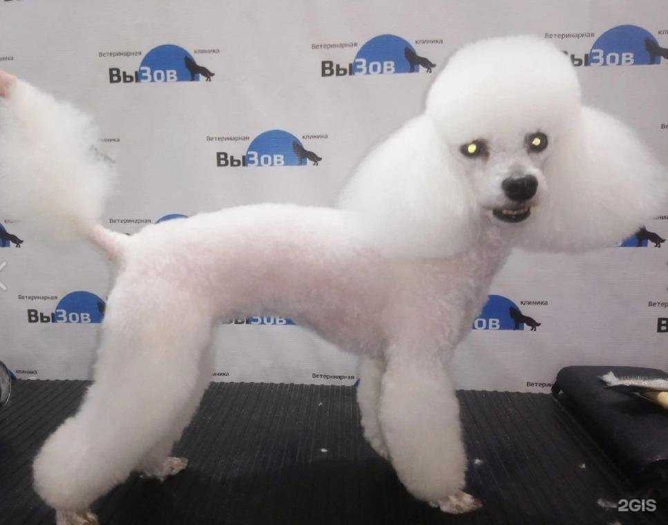 Отзывы на компанию Азбука животных в г. Клин c фото