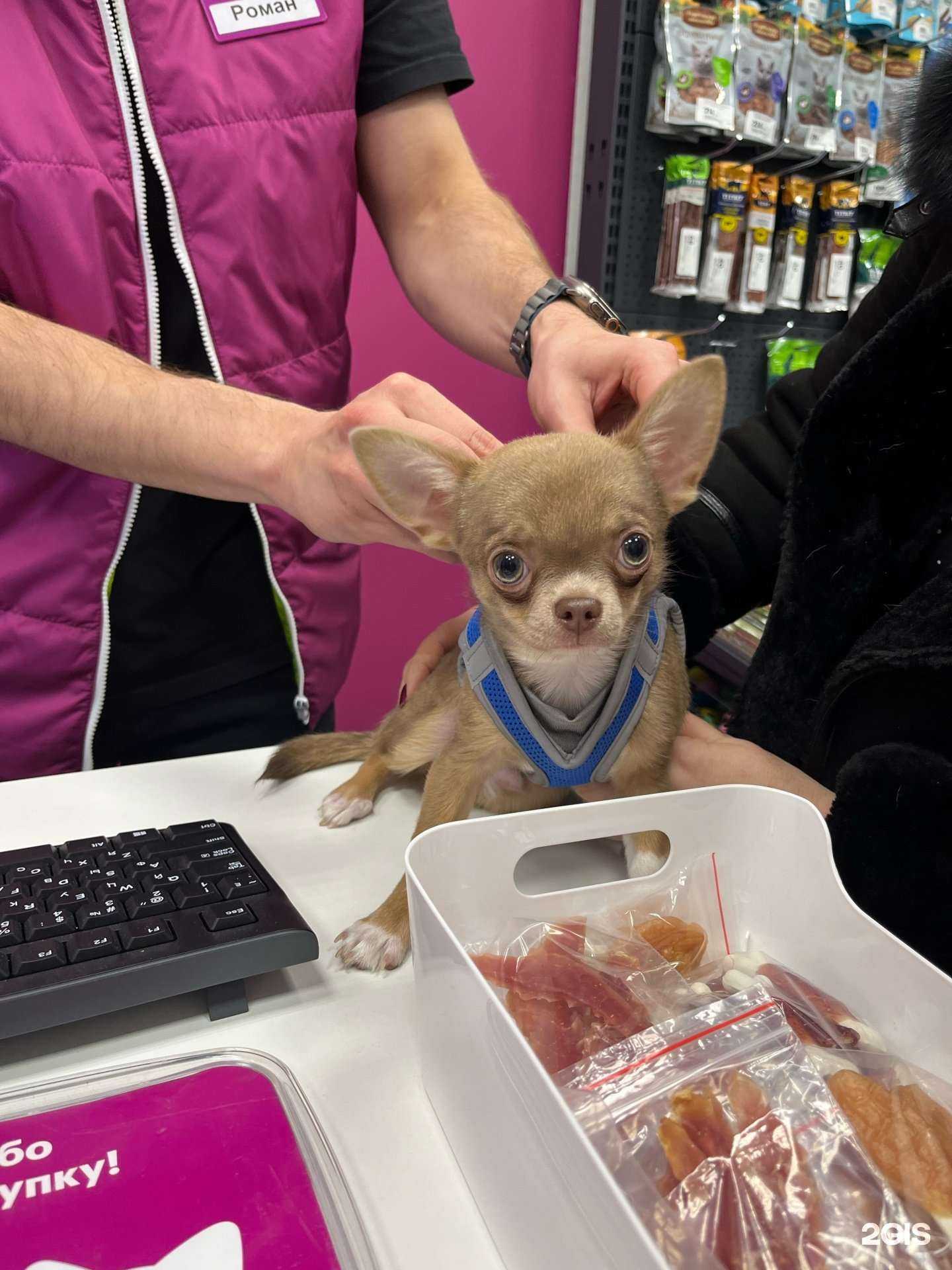 Отзывы на компанию Мокрый нос в Ростове-на-Дону c фото