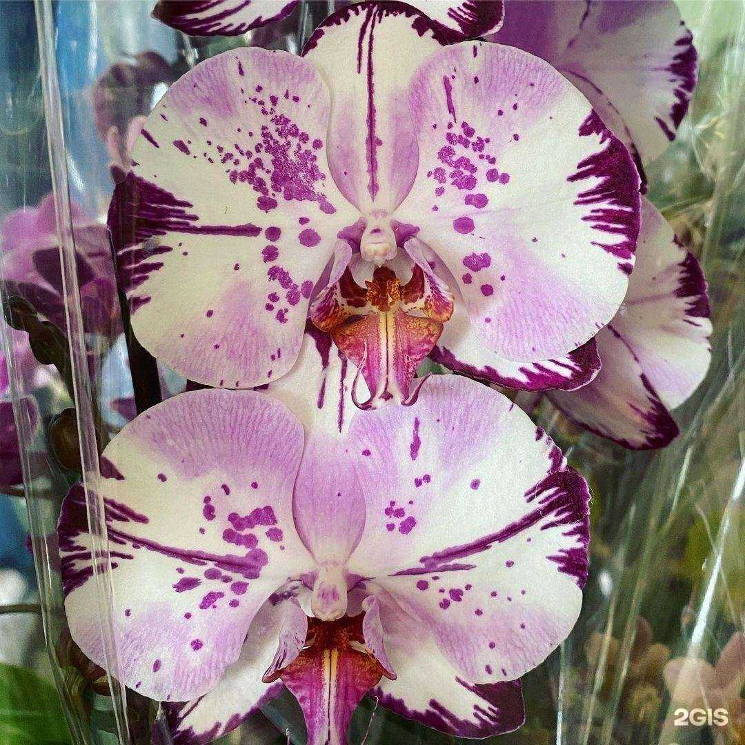 Отзывы на компанию Садовый Дворик в Кисловодске c фото