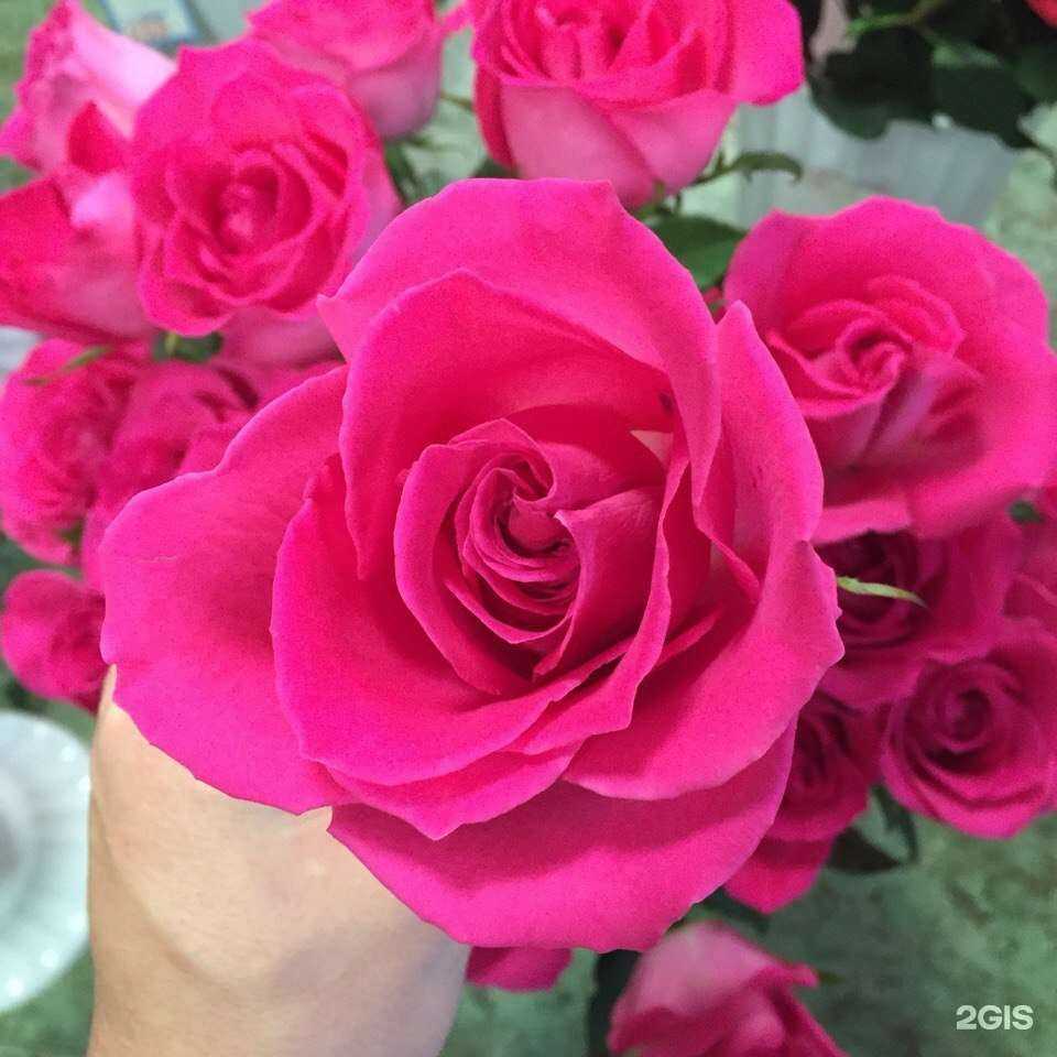 Отзывы на компанию Камелия в г. Находка c фото