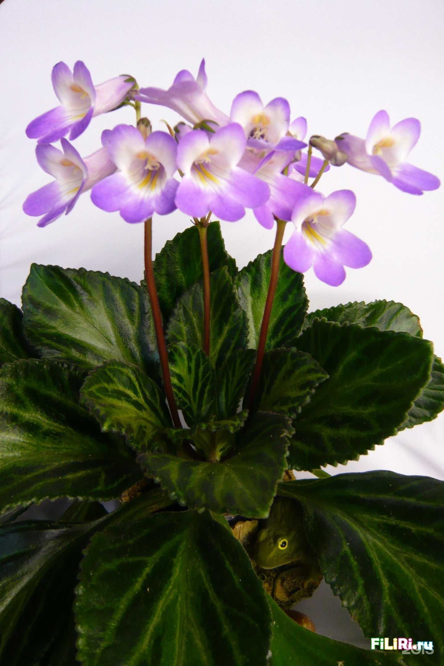 Отзывы на компанию Мир фиалок в Сочи c фото