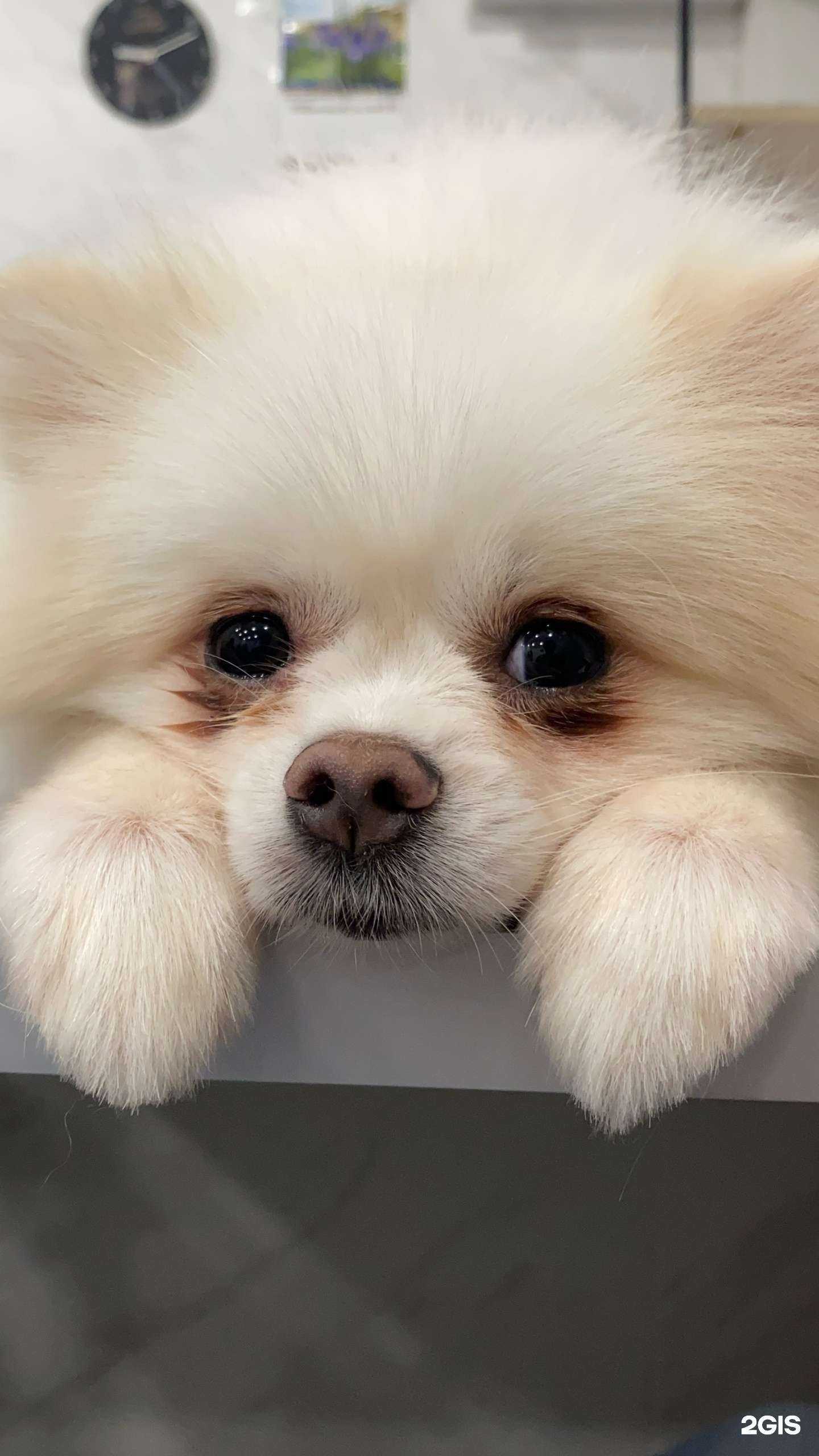 Отзывы на компанию Четыре с хвостиком в Абакане c фото