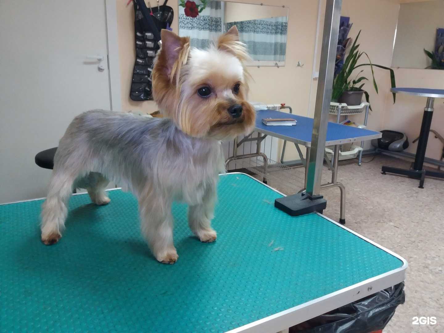 Отзывы на компанию Мой zooland в Красноярске c фото