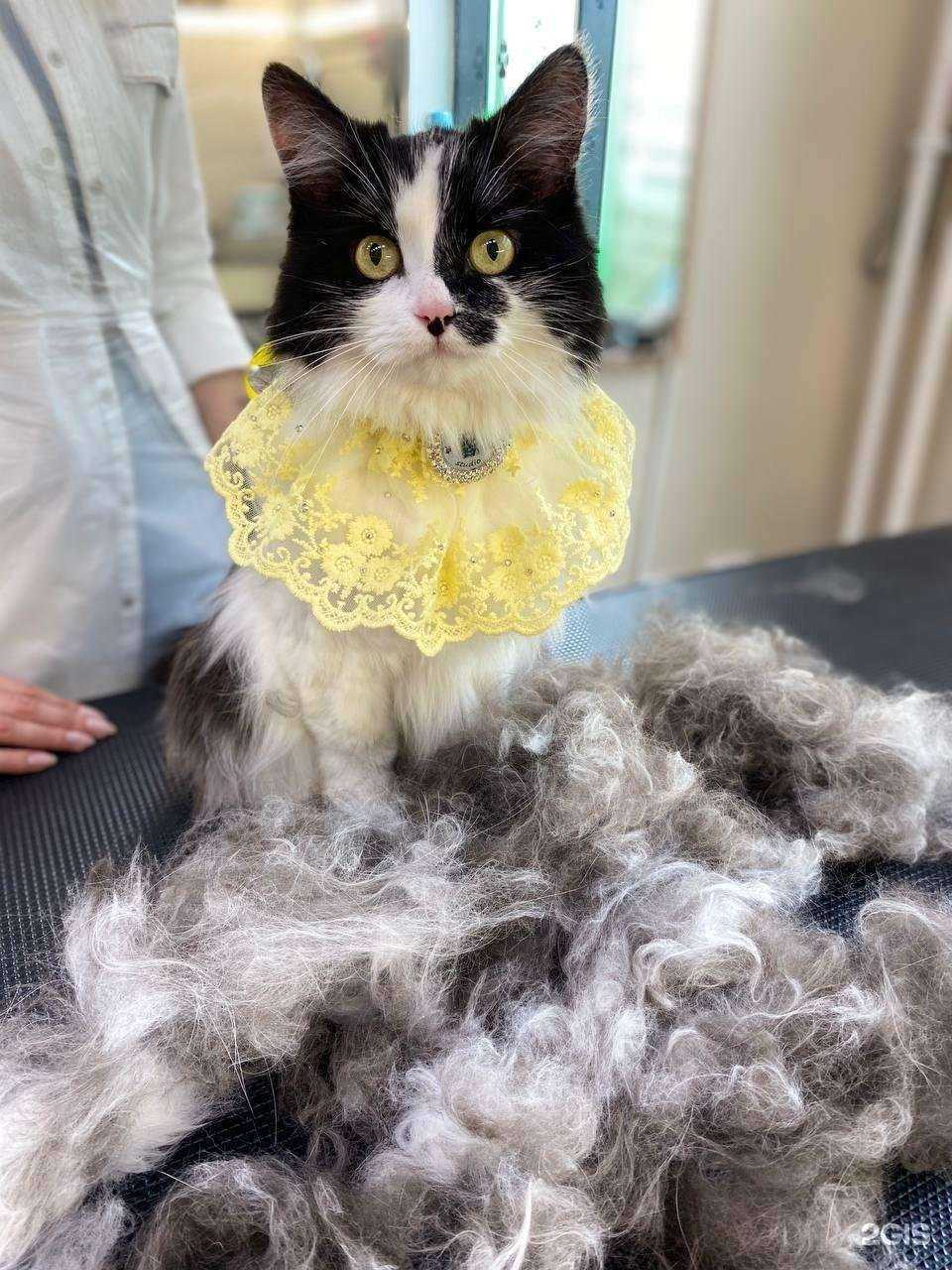 Отзывы на компанию Nika groom studio в Люберцах c фото