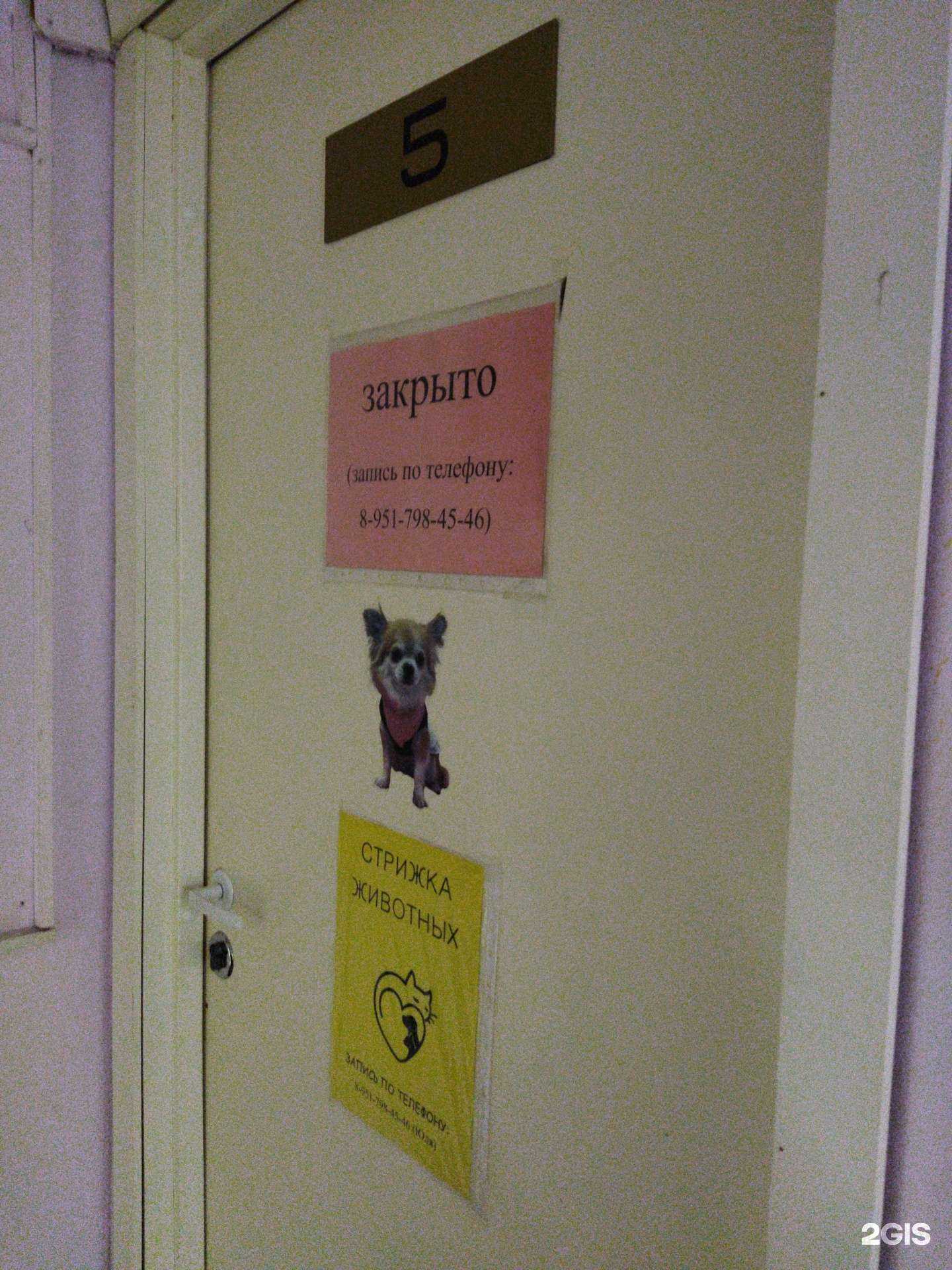 Отзывы на компанию Студия груминга в Челябинске c фото