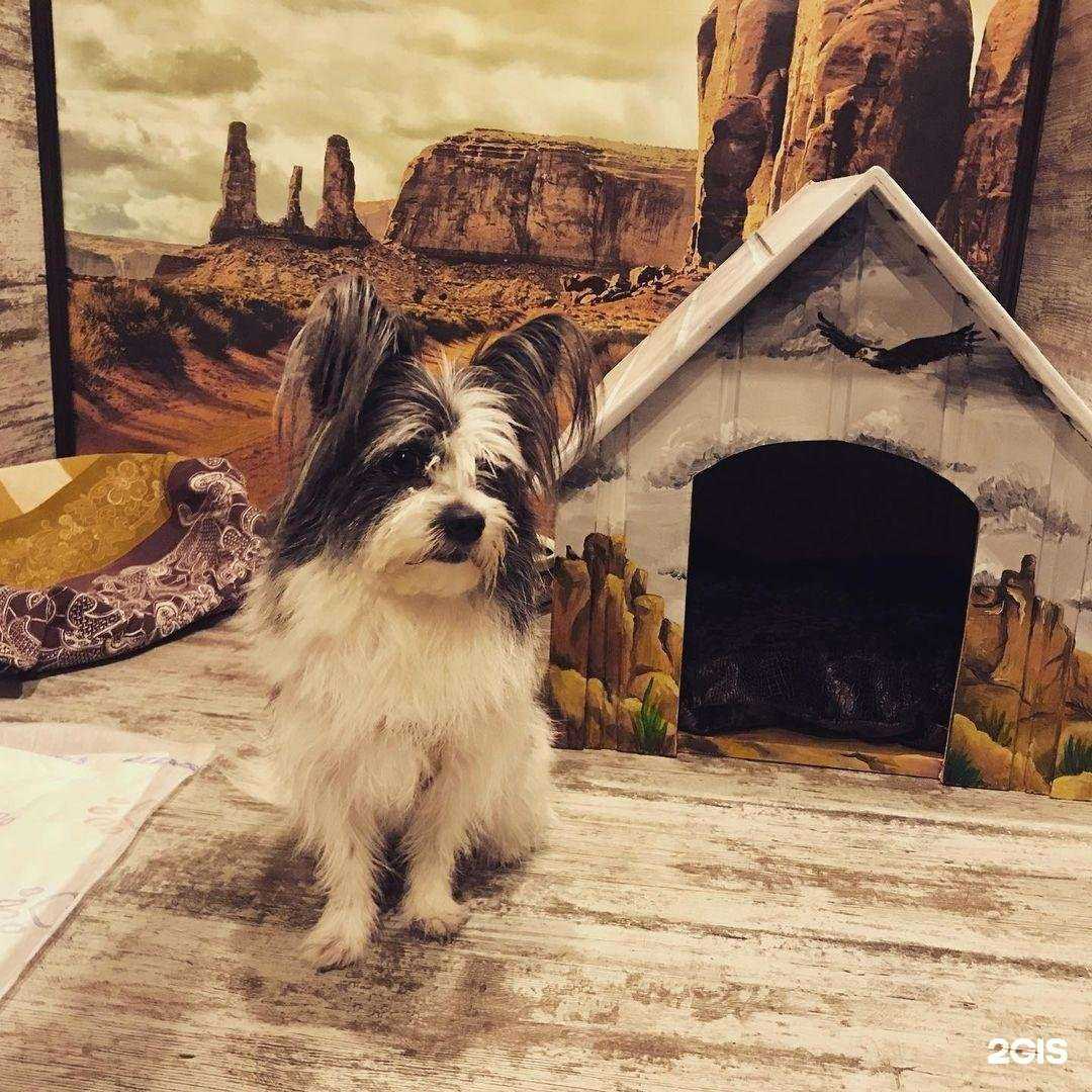 Отзывы на компанию 4етыре лапы в Новороссийске c фото