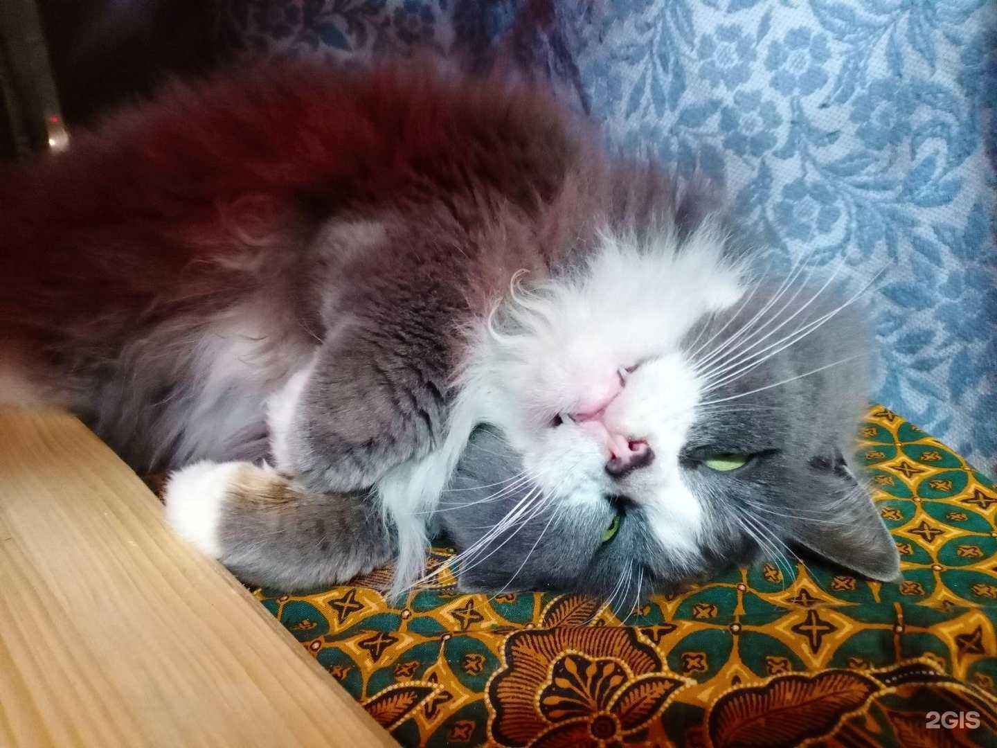 Отзывы на компанию Ветеринарный кабинет в Нижнем Новгороде c фото