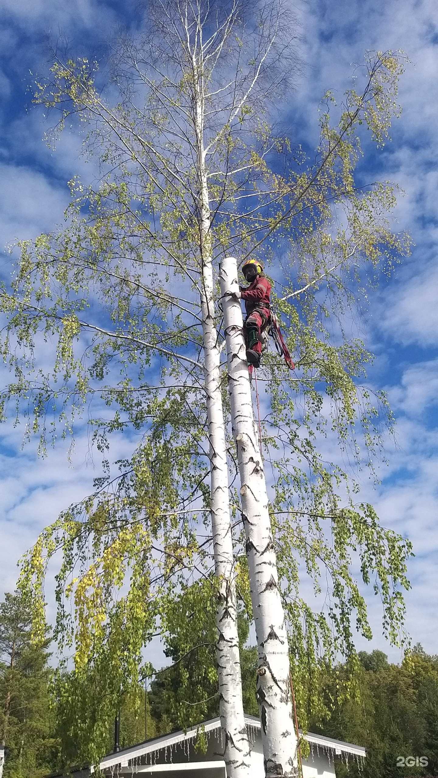 Отзывы на компанию treeservice96 в Екатеринбурге c фото