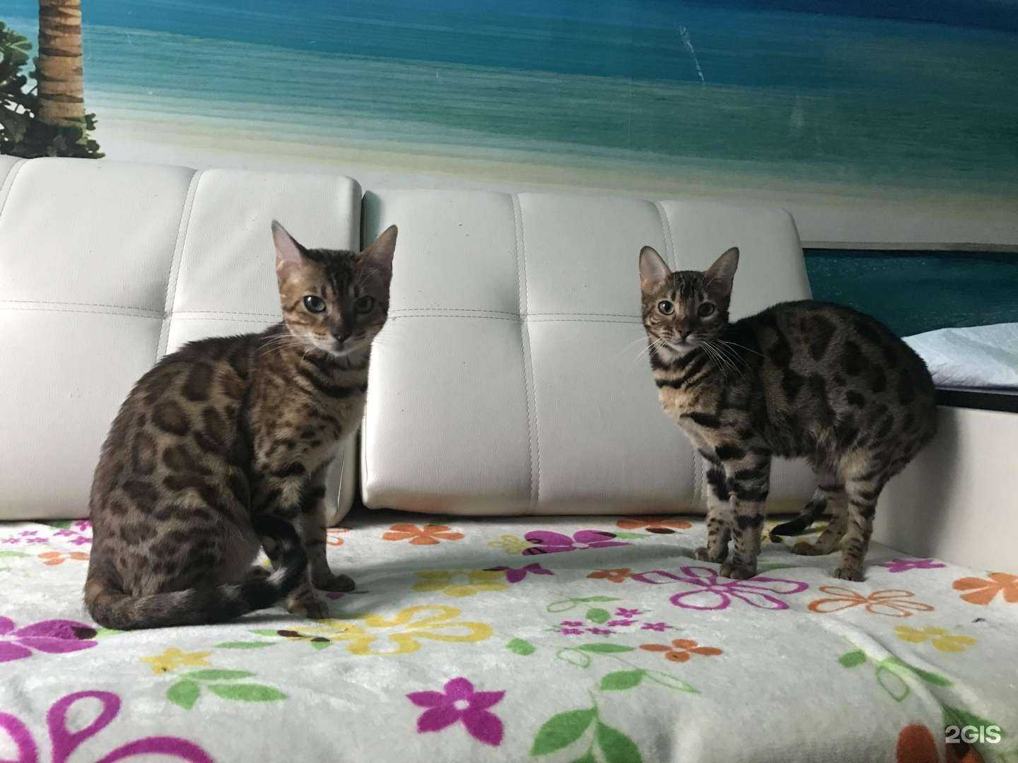 Отзывы на компанию Бэмби в Екатеринбурге c фото