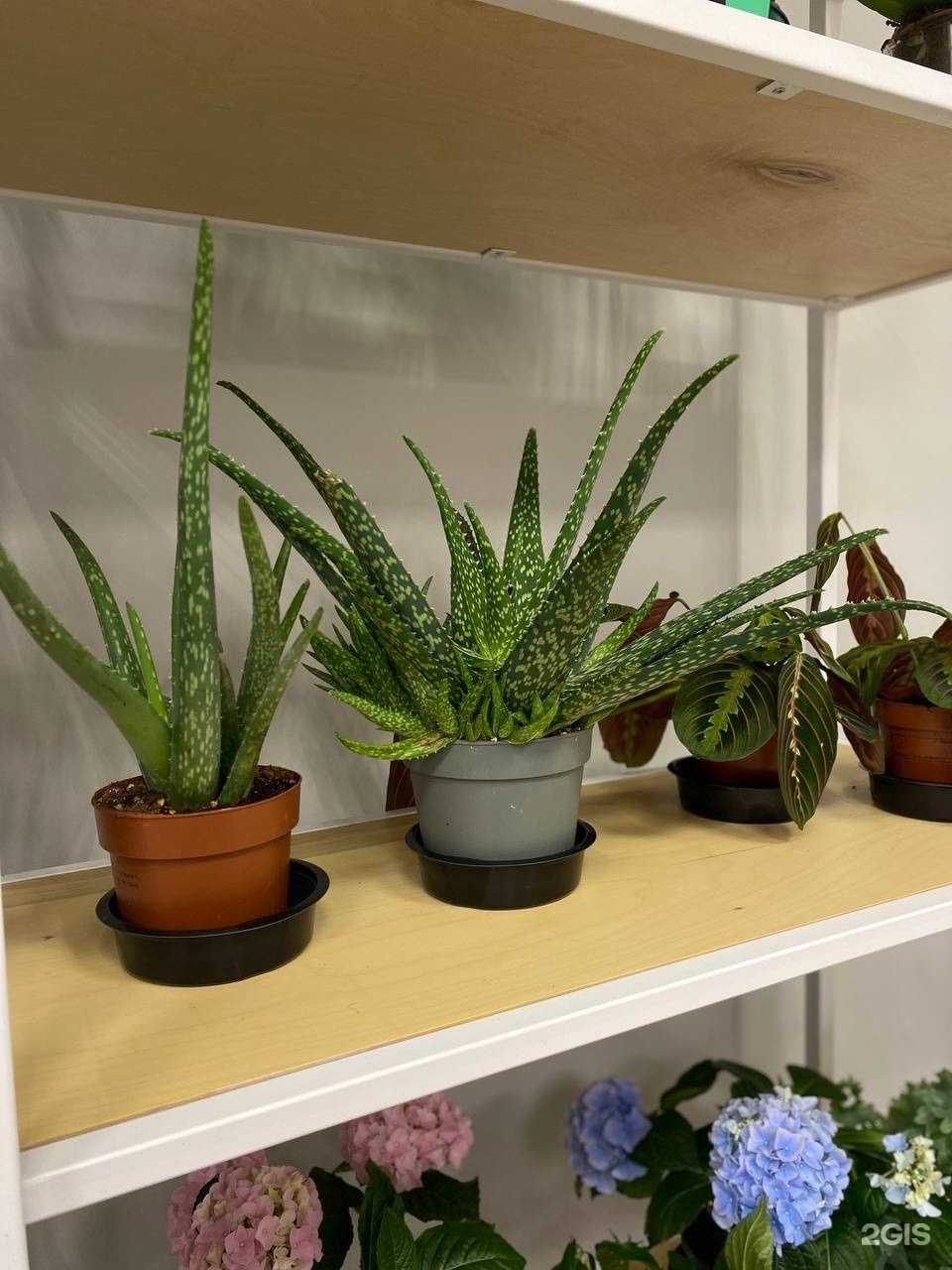 Отзывы на компанию Flowers store в Нижнем Новгороде c фото