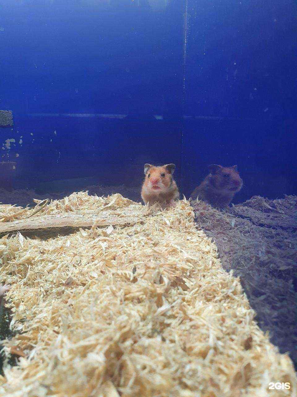 Отзывы на компанию ЗооМаг в г. Миасс c фото