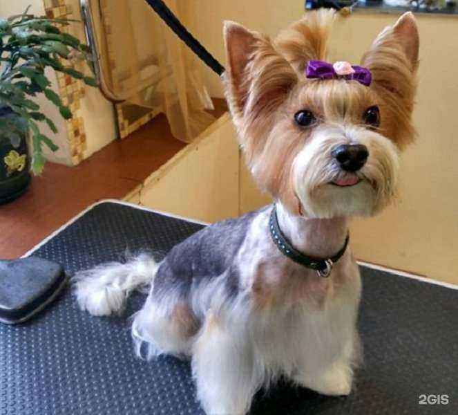 Отзывы на компанию Салон для пушистых хвостов в г. Находка c фото