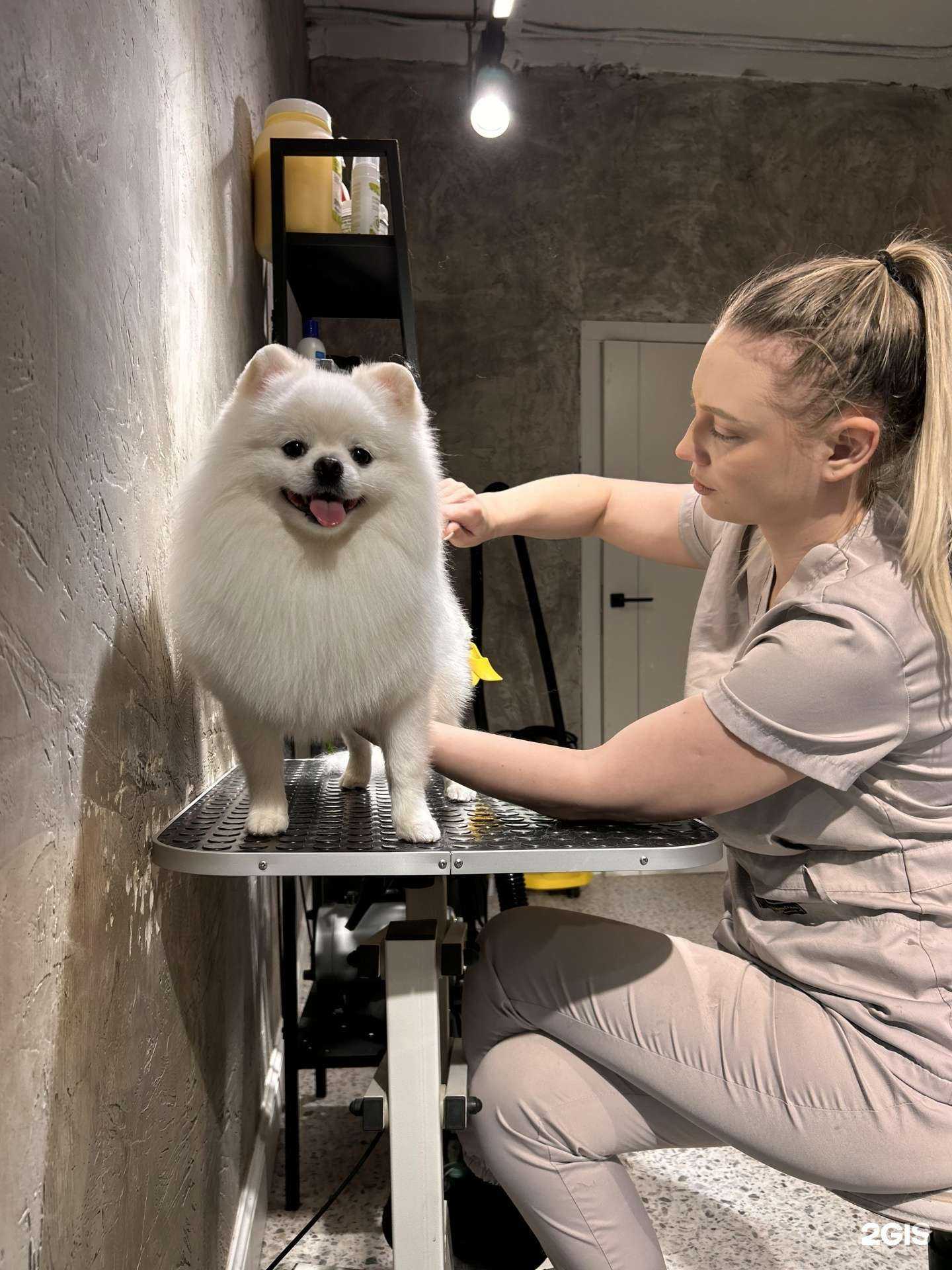 Отзывы на компанию Sonya Groom в г. Красноярск c фото