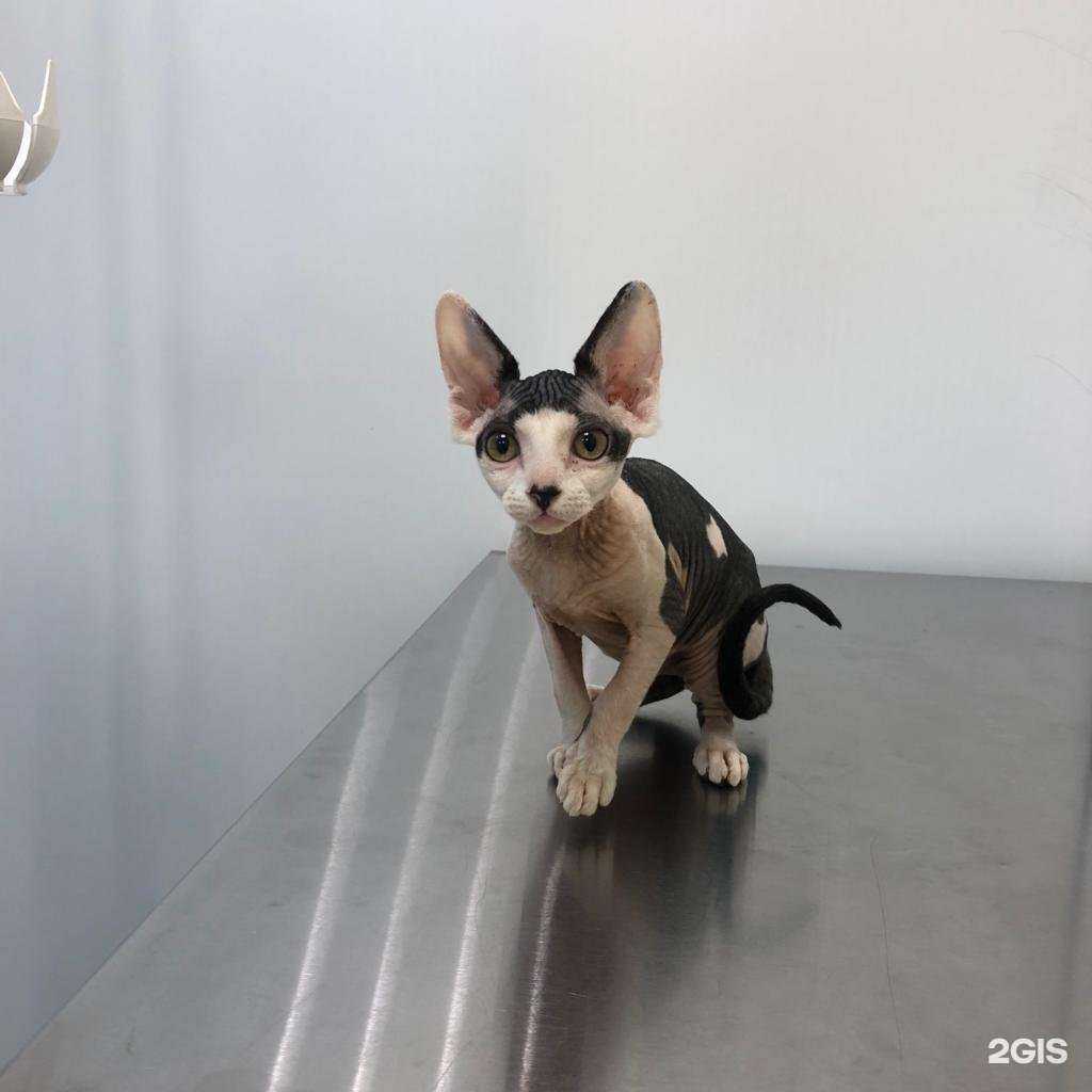 Отзывы на компанию ЗаВет в г. Тамбов c фото