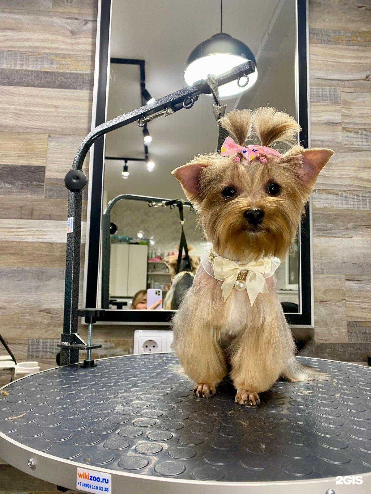 Отзывы на компанию Petgo в г. Гурьевск c фото