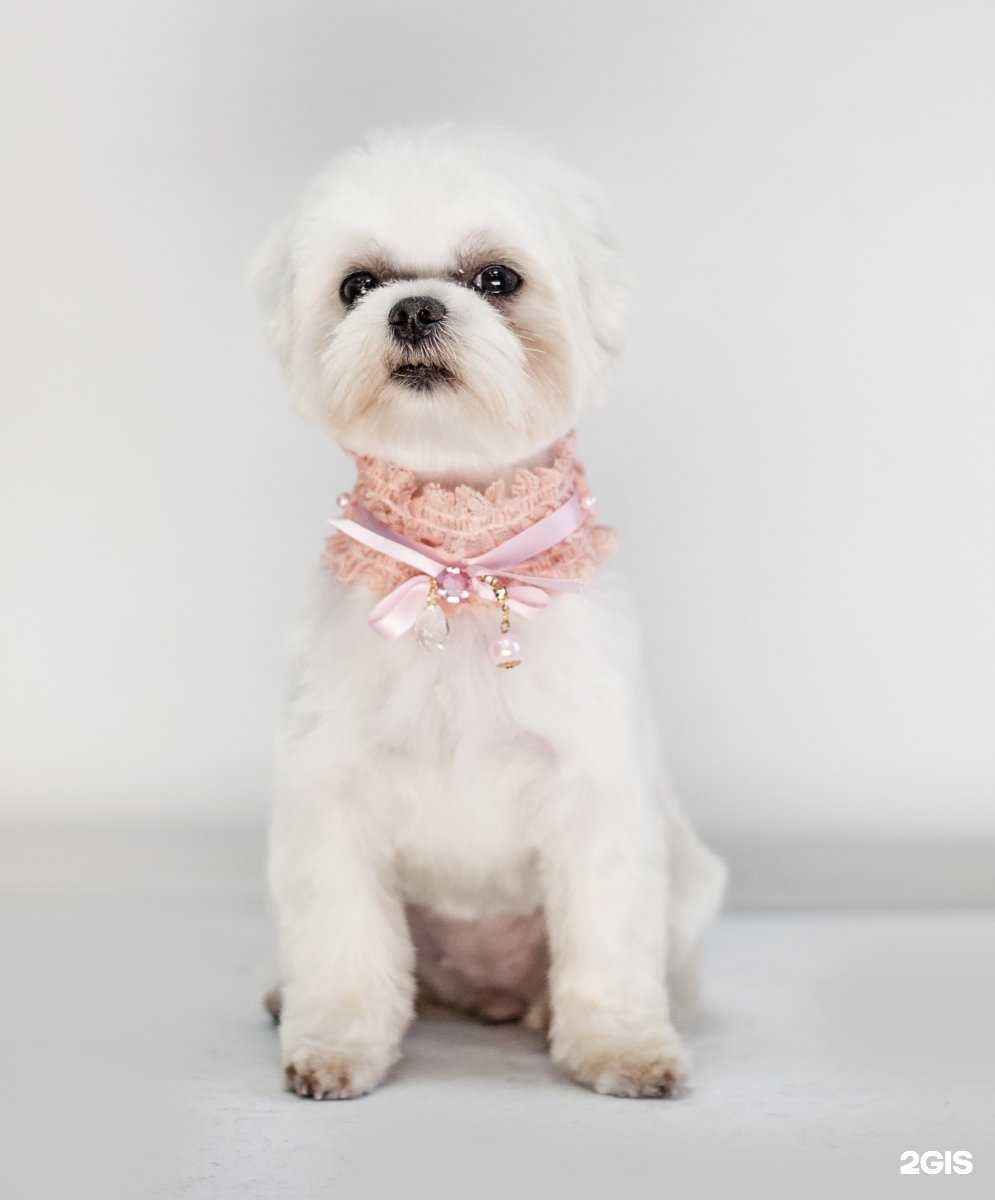 Отзывы на компанию Брадобрей для зверей в г. Новосибирск c фото