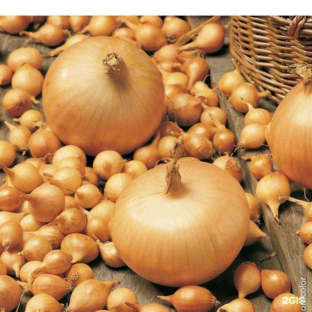 Отзывы на компанию Ботаника в Советске c фото