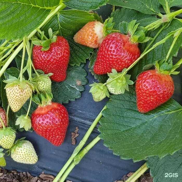 Отзывы на компанию Садовый центр в Кемерове c фото