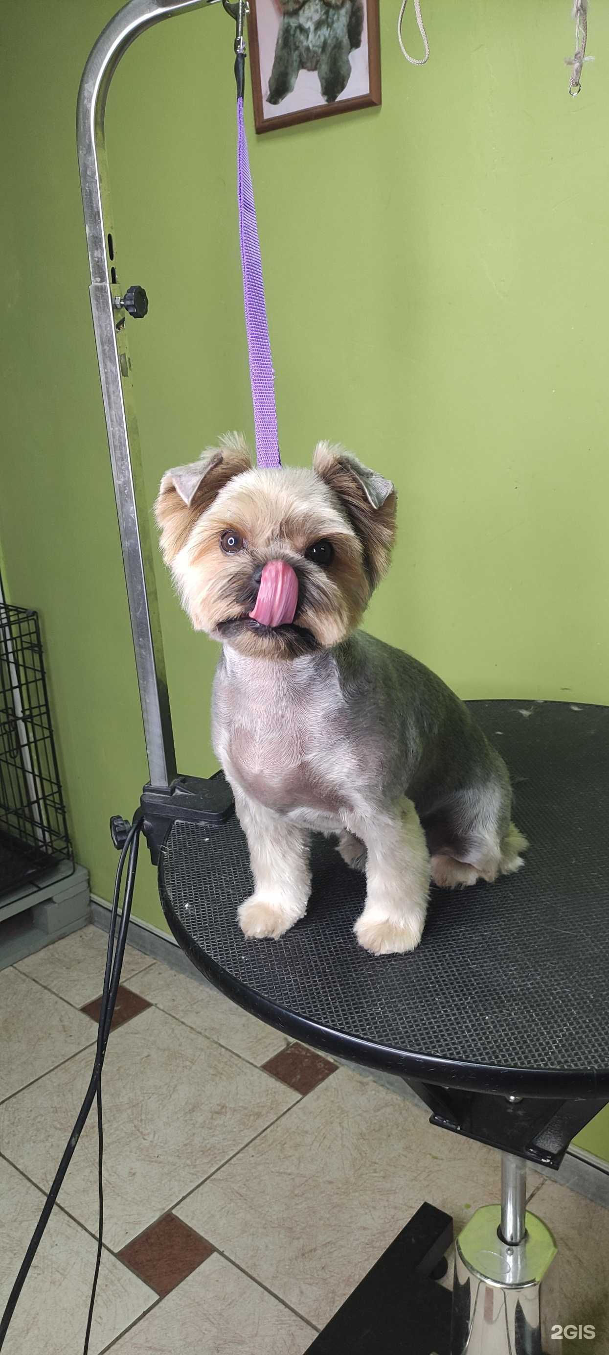 Отзывы на компанию Dog&cat в Тольятти c фото