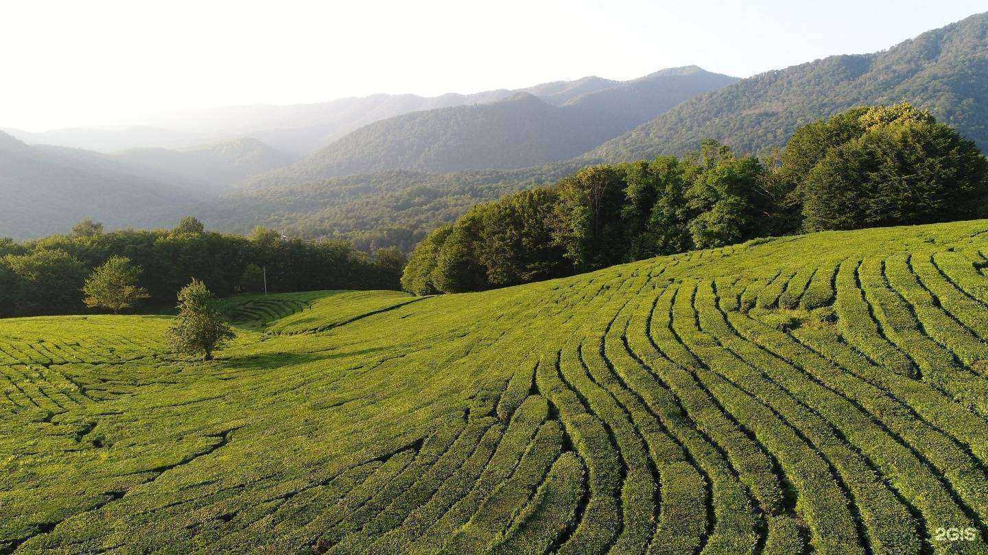 Отзывы на компанию Мацестинская Чайная Фабрика в Сочи c фото