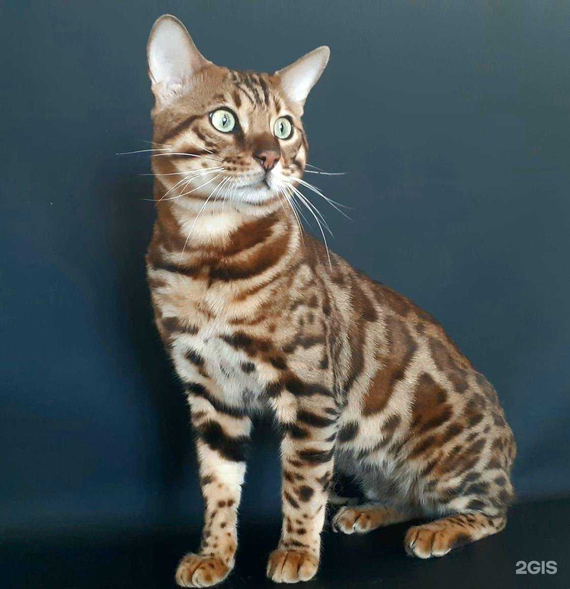 Отзывы на компанию Шерsть в Перми c фото