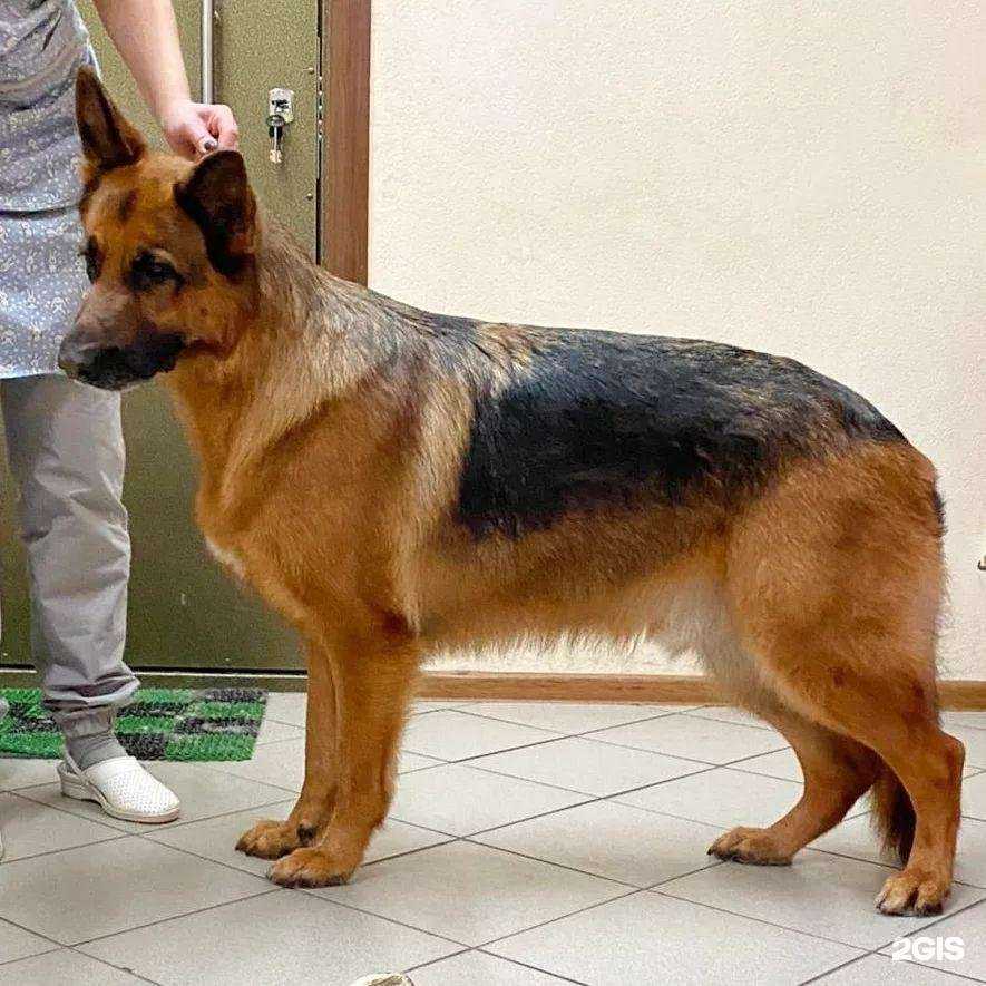 Отзывы на компанию Groom km в Видном c фото