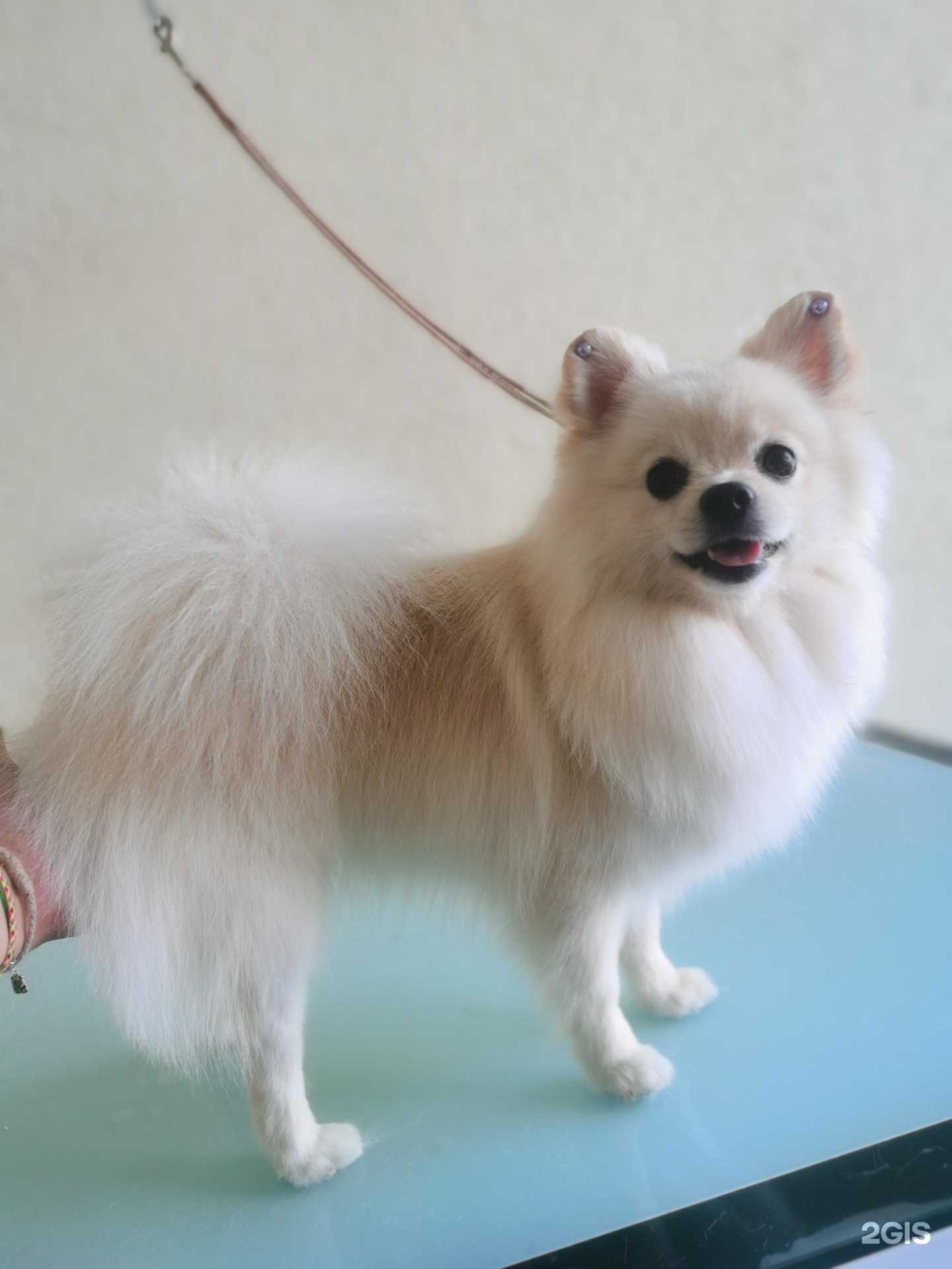 Отзывы на компанию Груминг салон в Белгороде c фото