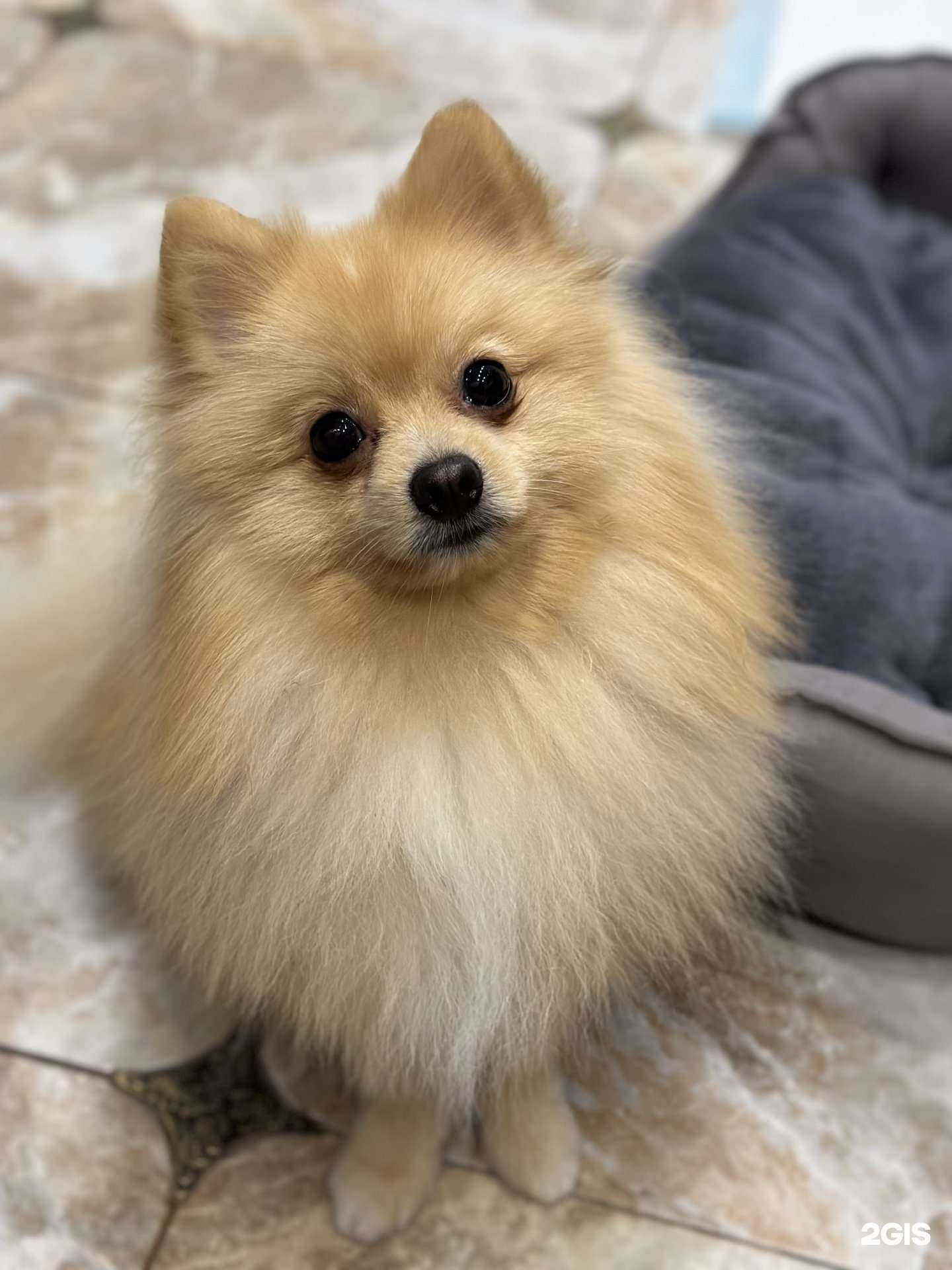 Отзывы на компанию Groom Paws в г. Балашиха c фото