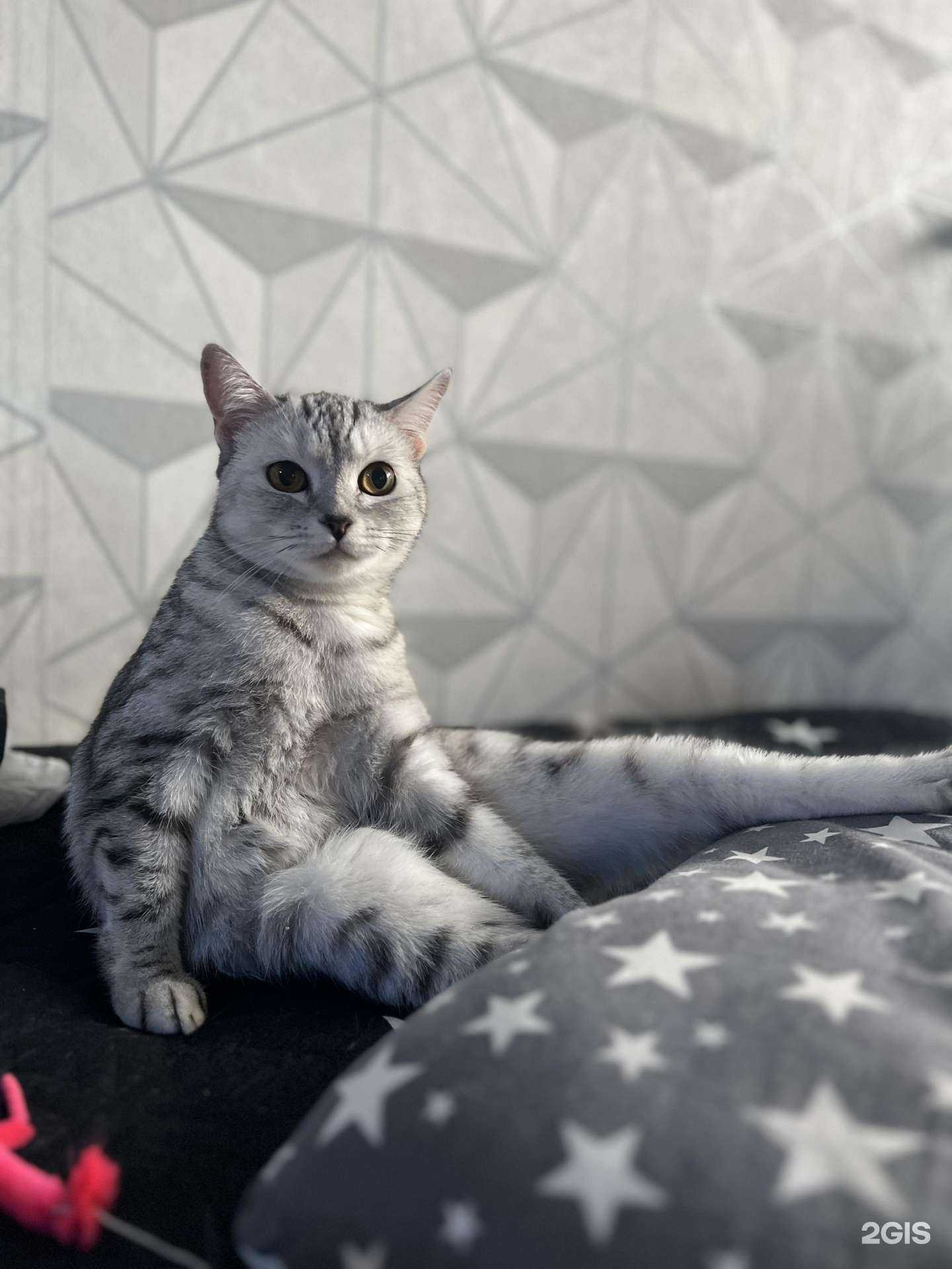 Отзывы на компанию Зооветсервис в Томске c фото