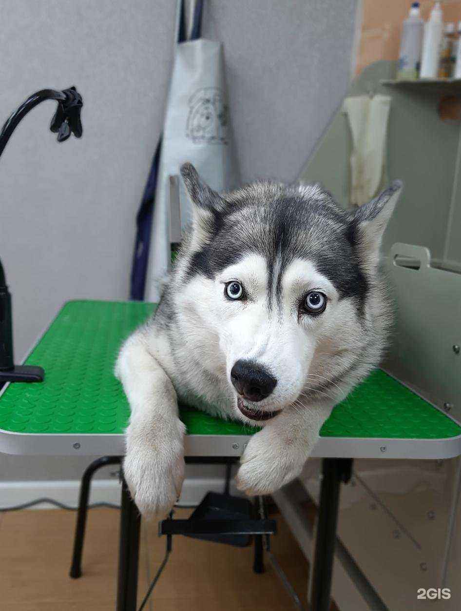 Отзывы на компанию Ваш грумер в Химках c фото