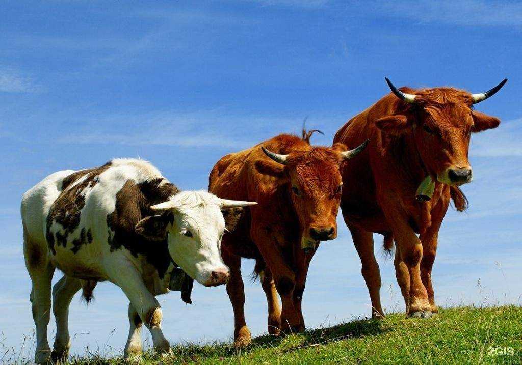 Отзывы на компанию ТД Ветпром в Екатеринбурге c фото