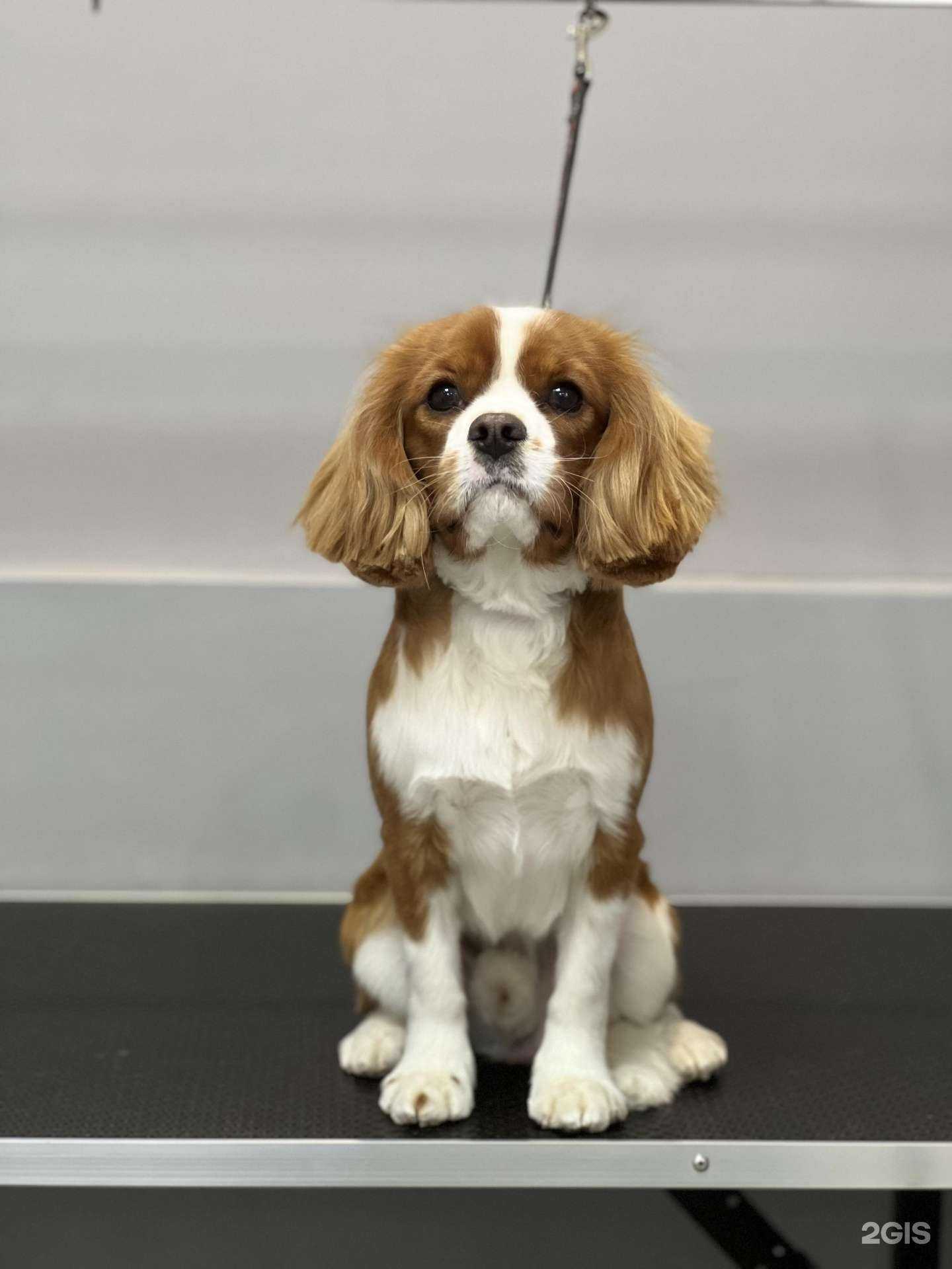 Отзывы на компанию ПостригУшки в Челябинске c фото