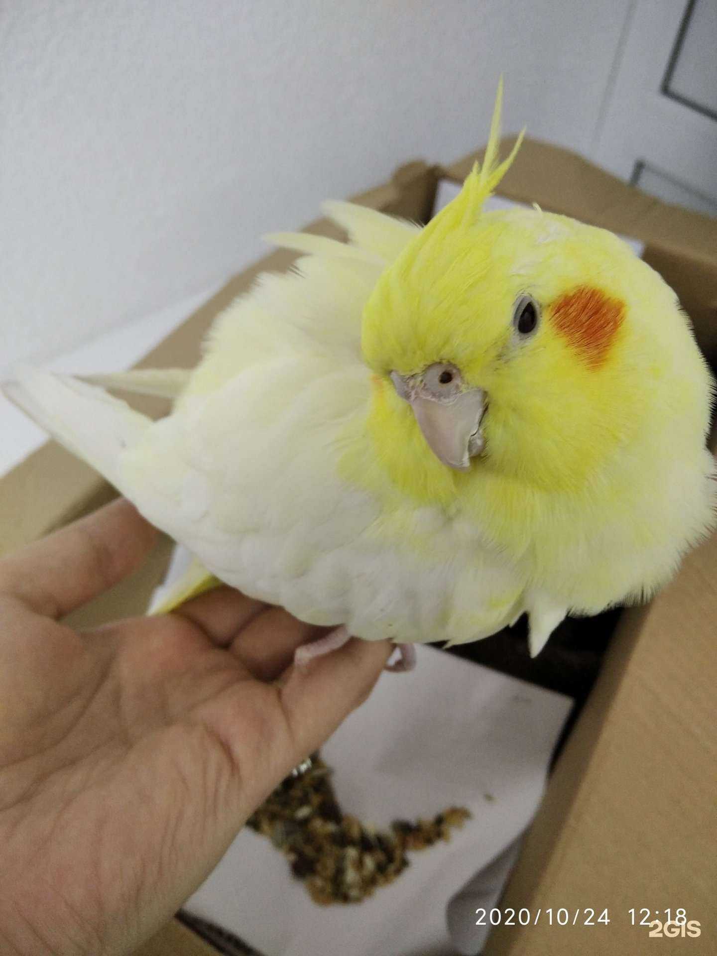 Отзывы на компанию Три Кота в Челябинске c фото