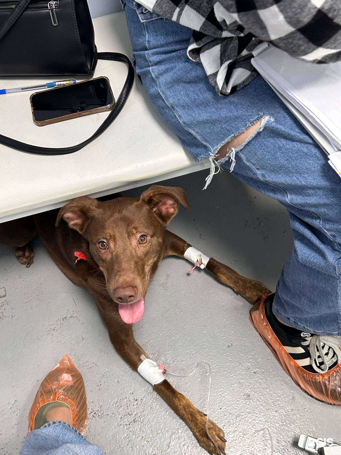 Отзывы на компанию VetStore в Владивостоке c фото