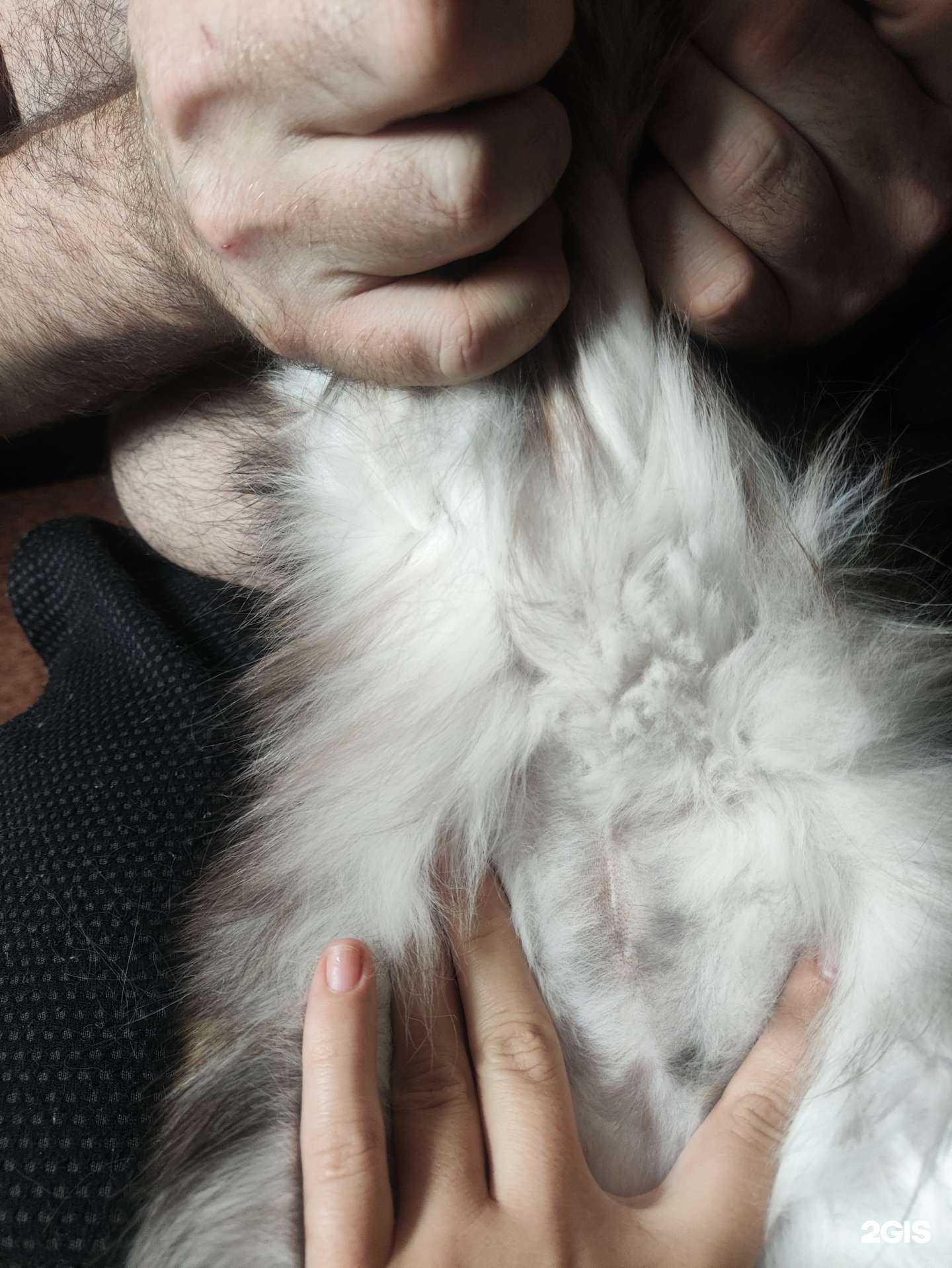 Отзывы на компанию Ветеринарная клиника в Королёве c фото