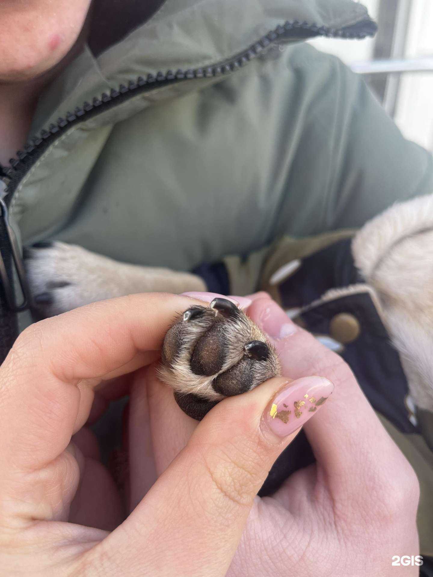 Отзывы на компанию Частный ветеринарный центр в г. Саратов c фото