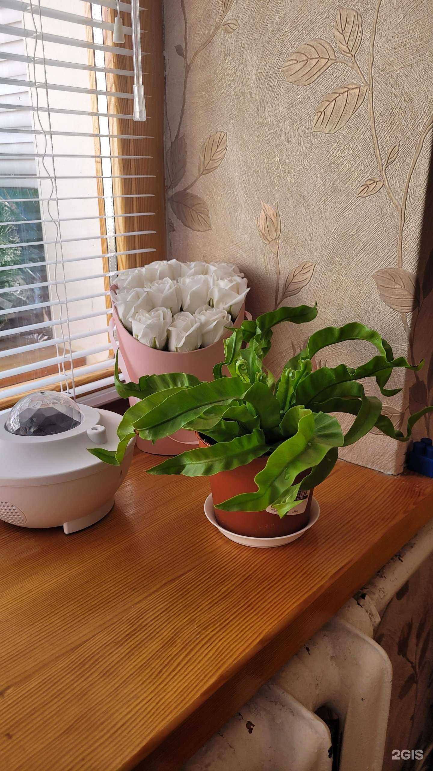 Отзывы на компанию Плантация в Камышине c фото