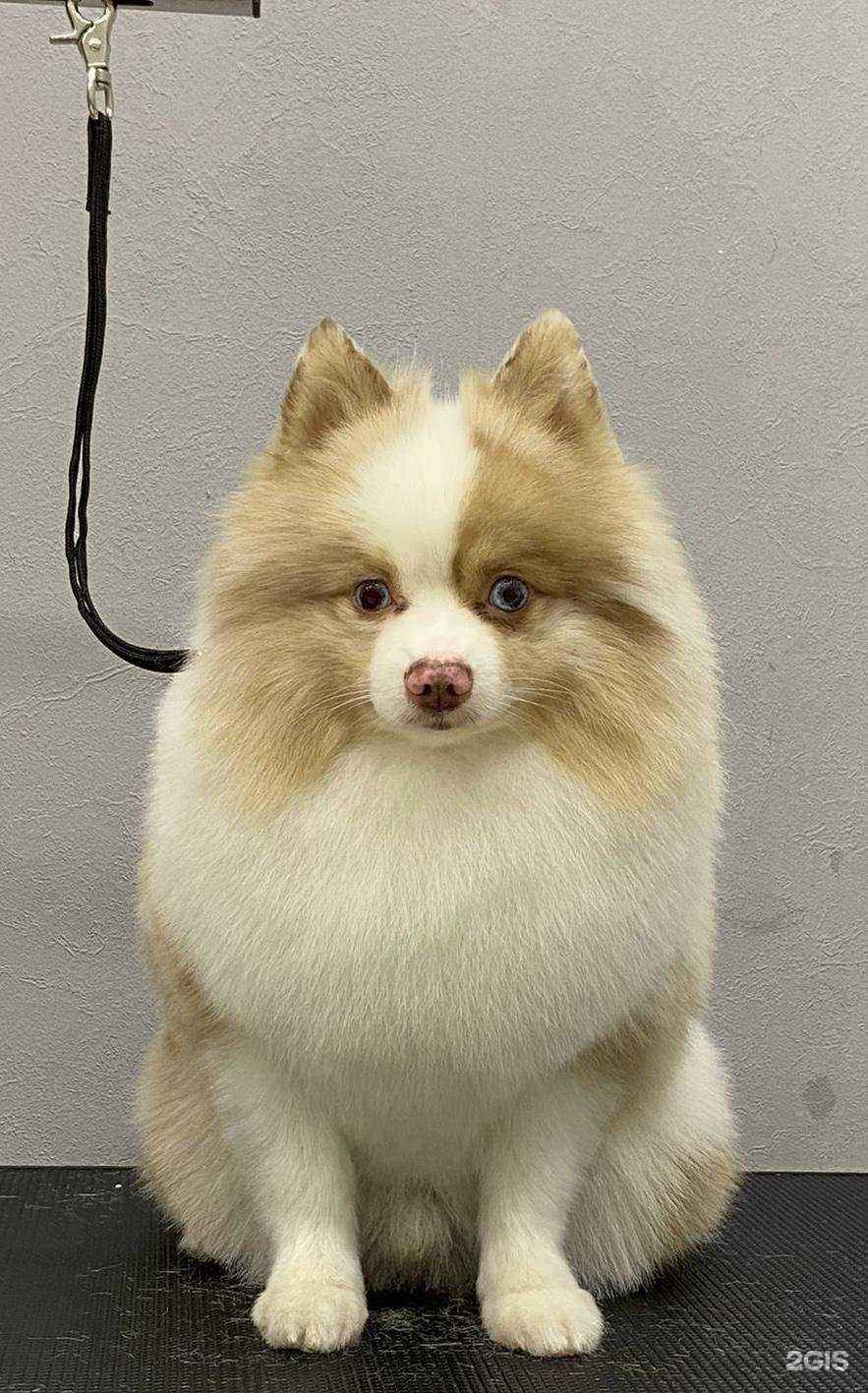 Отзывы на компанию Грумсалон№1 в г. Химки c фото