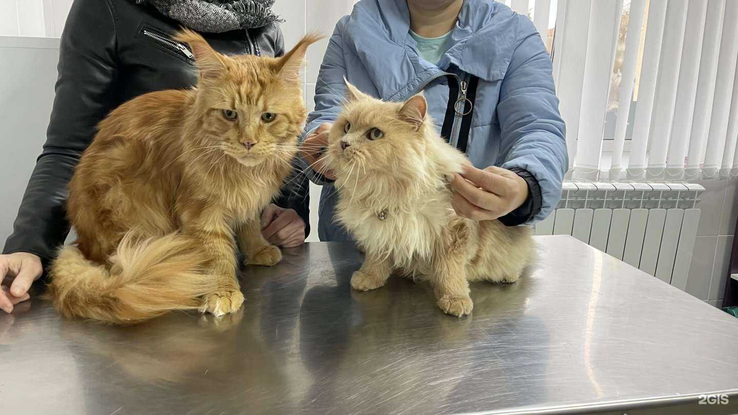 Отзывы на компанию Три кота в г. Электрогорск c фото