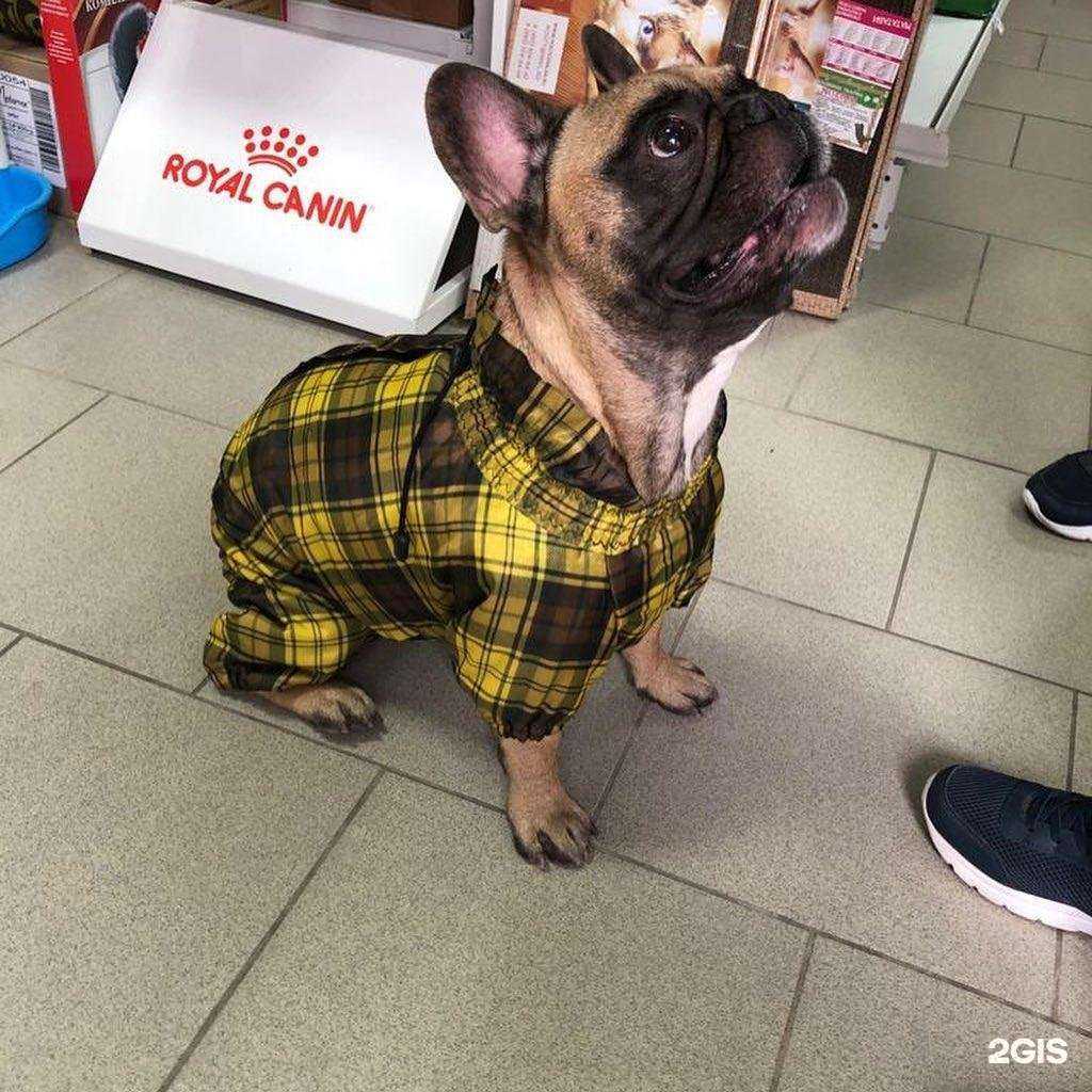 Отзывы на компанию Лапушки в Шахтах c фото